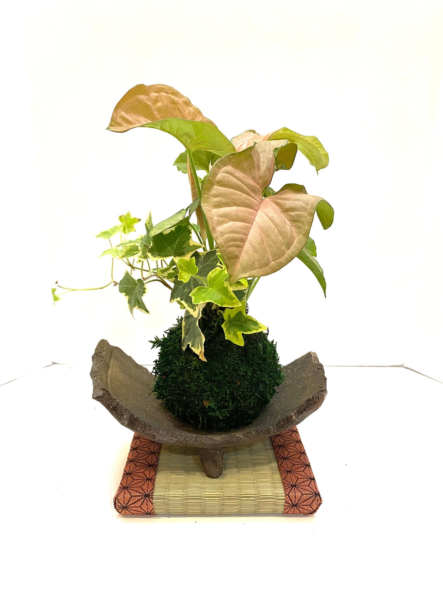 Pink Syngonium (white butterfly) Kokedama with Ivy, Bonsai Moss Ball, beautiful soft pink color. Peaceful, healing, and filling with love.