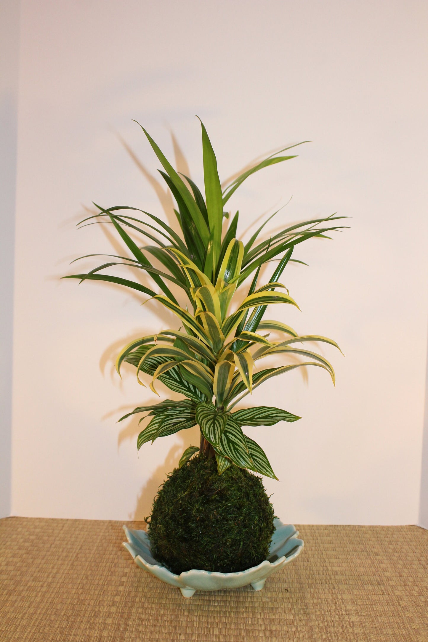 Arranged kokedama with Maya Palm, Song of India, and striped calathea-- Bonsai Moss ball - house decor with Japanese technique plants!
