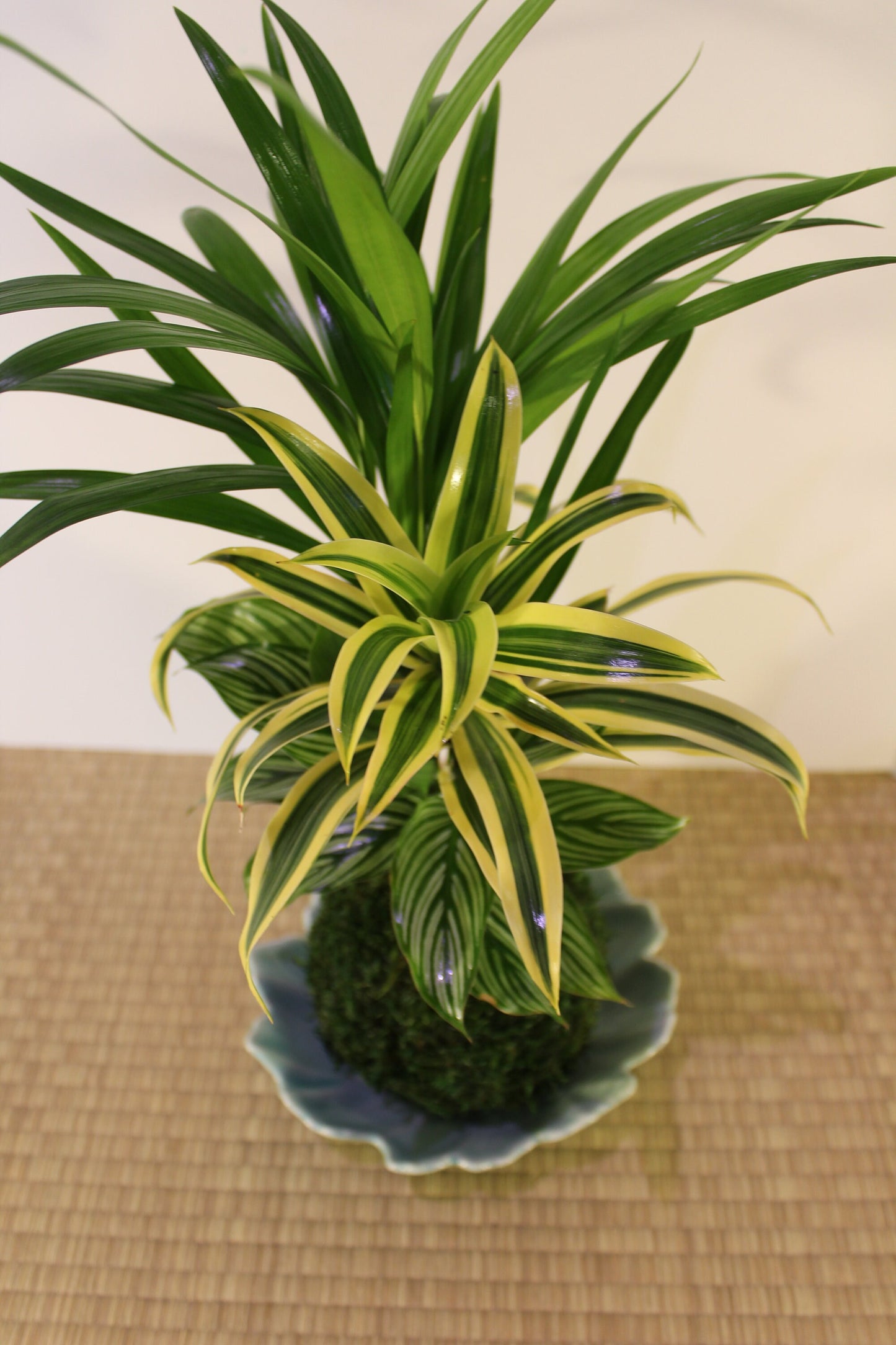 Arranged kokedama with Maya Palm, Song of India, and striped calathea-- Bonsai Moss ball - house decor with Japanese technique plants!