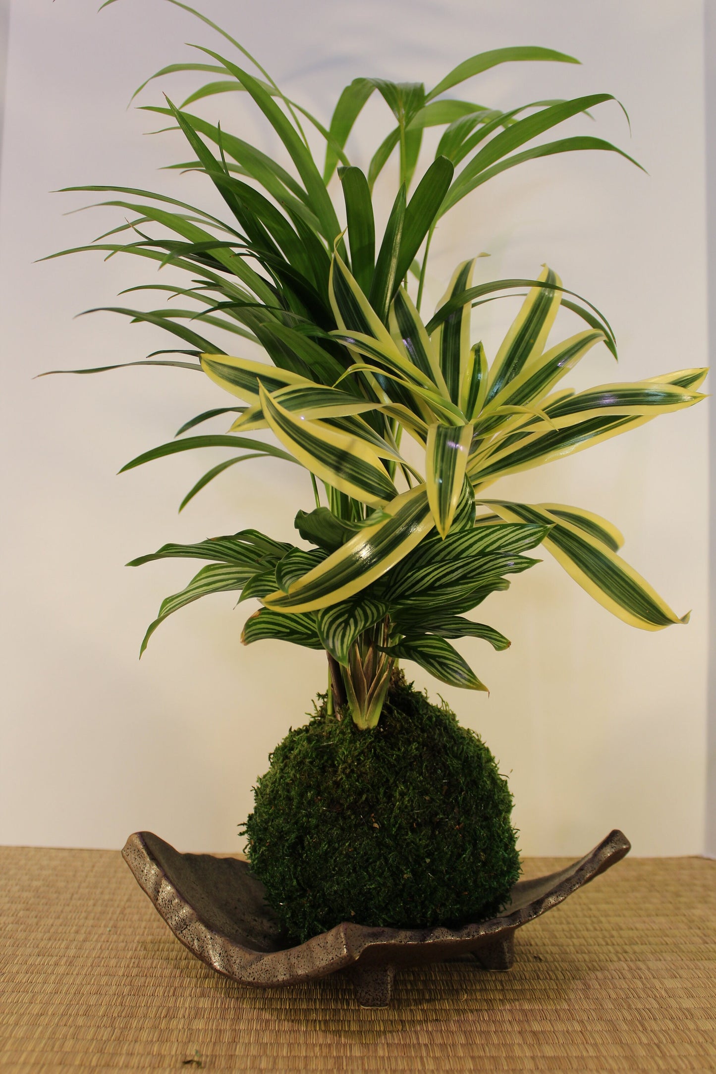 Arranged kokedama with Maya Palm, Song of India, and striped calathea-- Bonsai Moss ball - house decor with Japanese technique plants!