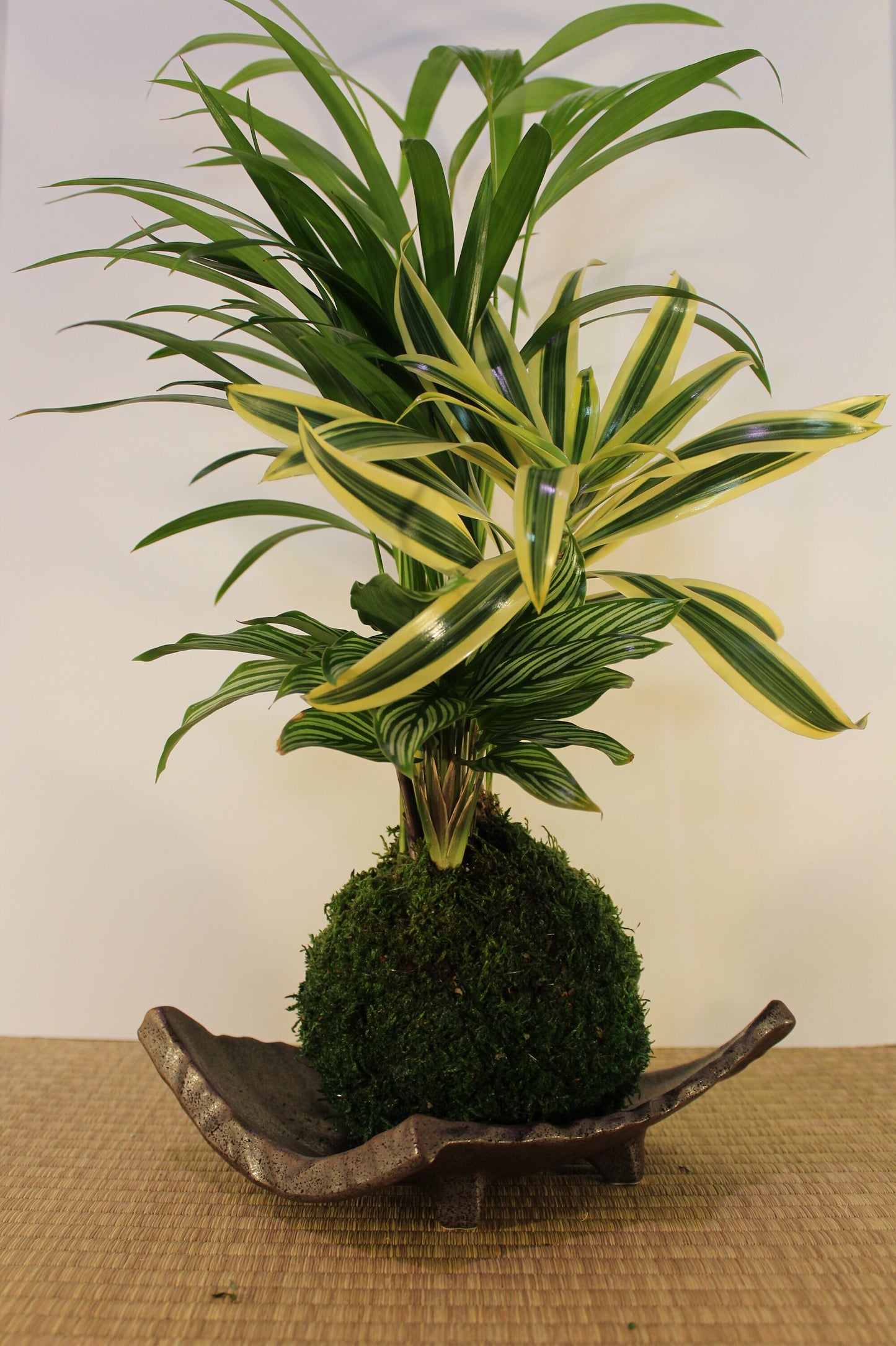 Arranged kokedama with Maya Palm, Song of India, and striped calathea-- Bonsai Moss ball - house decor with Japanese technique plants!