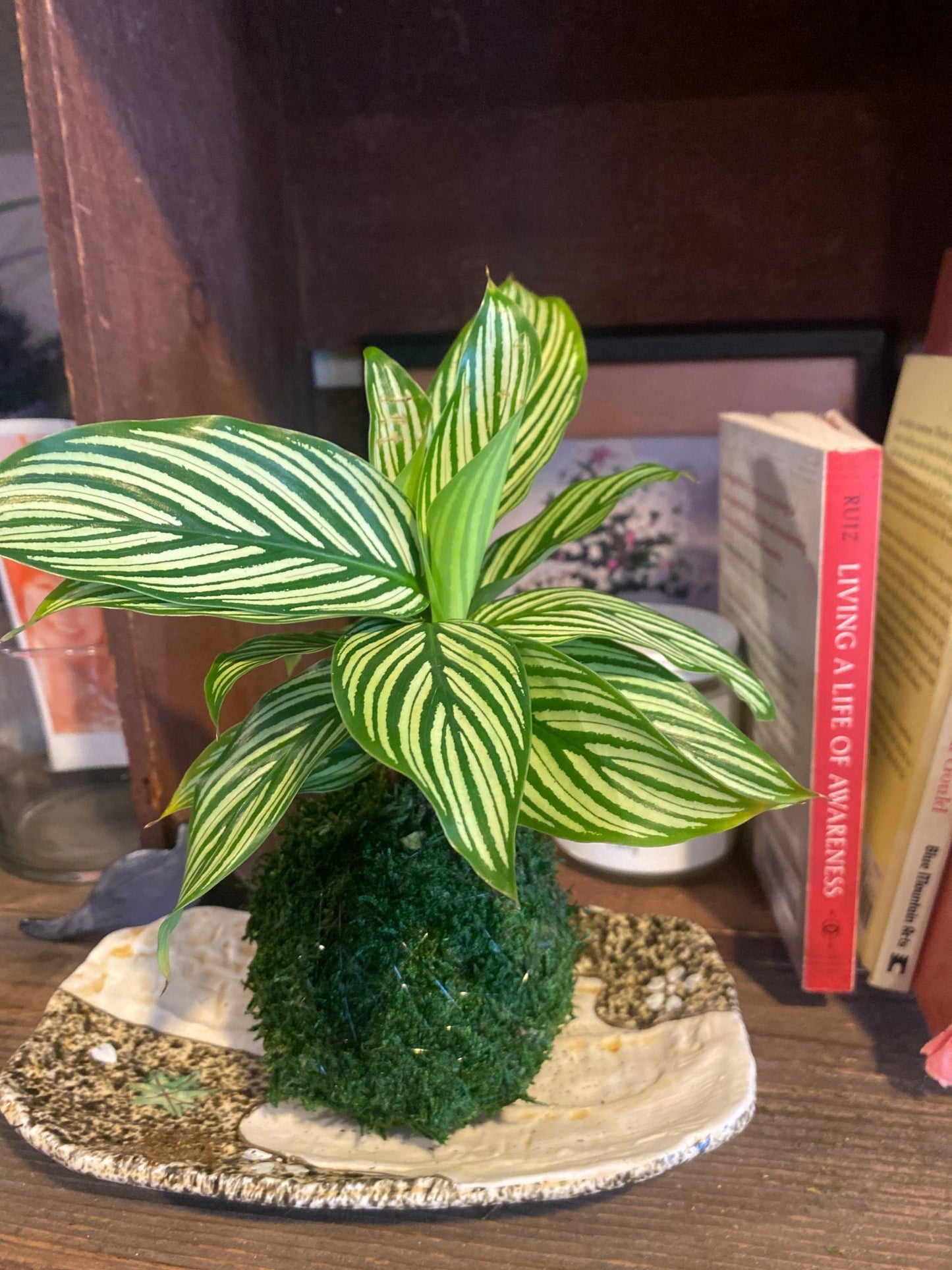 Calathea 'Vittata' Kokedama - Bonsai Moss ball - Japanese house plant decoration