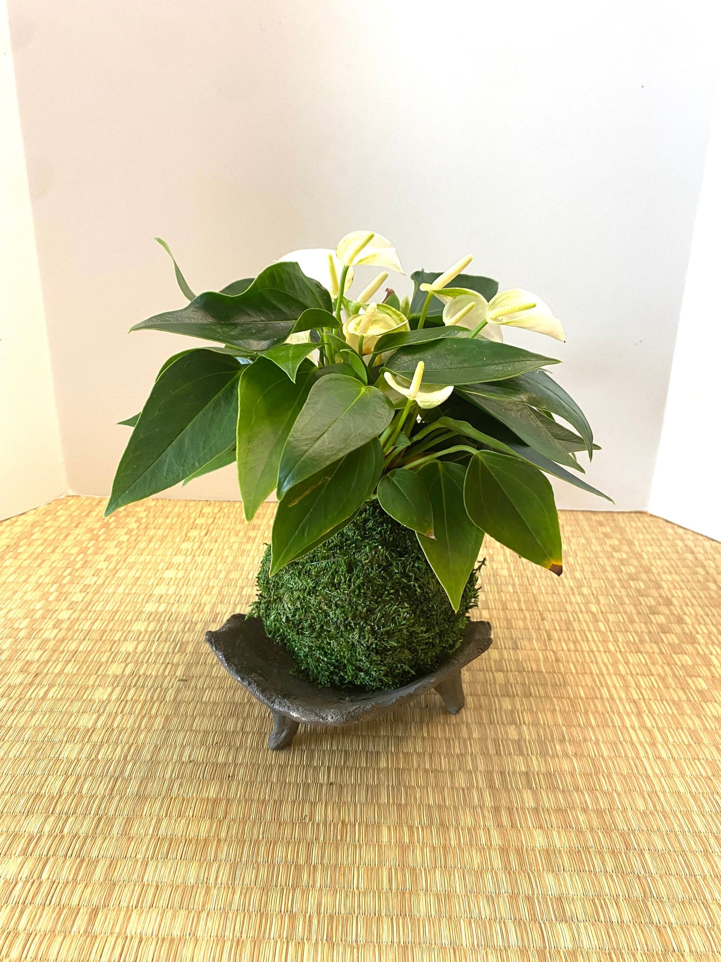 Square Small 信楽焼, Shigaraki ware Kokedama Saucer with legs, Japanese Ceramic saucer, Wafu 5" x 5" x 2" (all handmade size is approx)