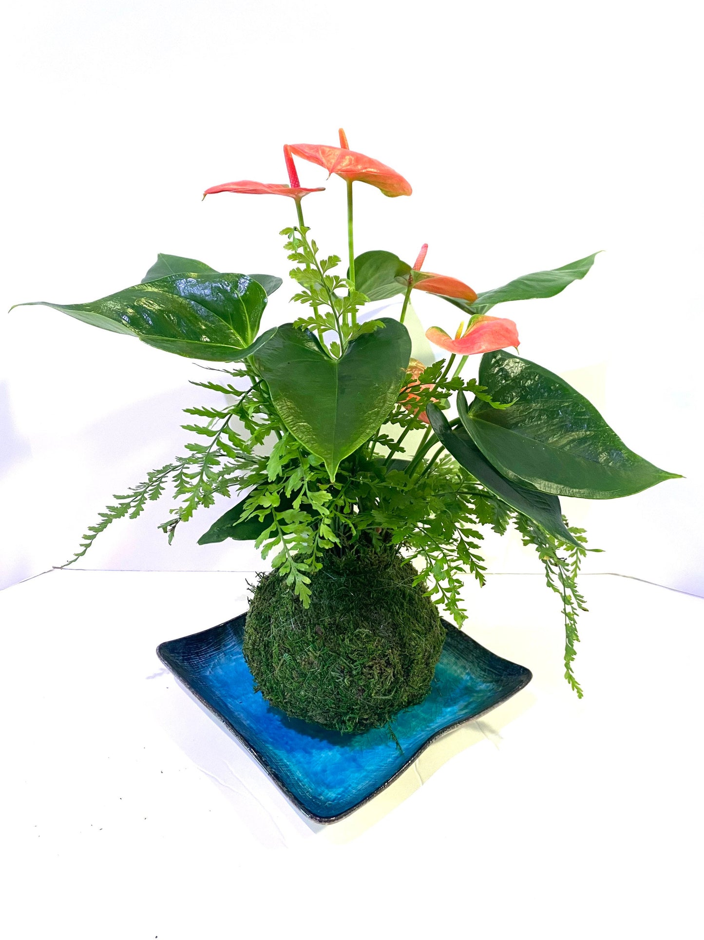 Medium - Anthurium and Fern kokedama -- Bonsai Moss ball - house decor with Japanese technique plants!