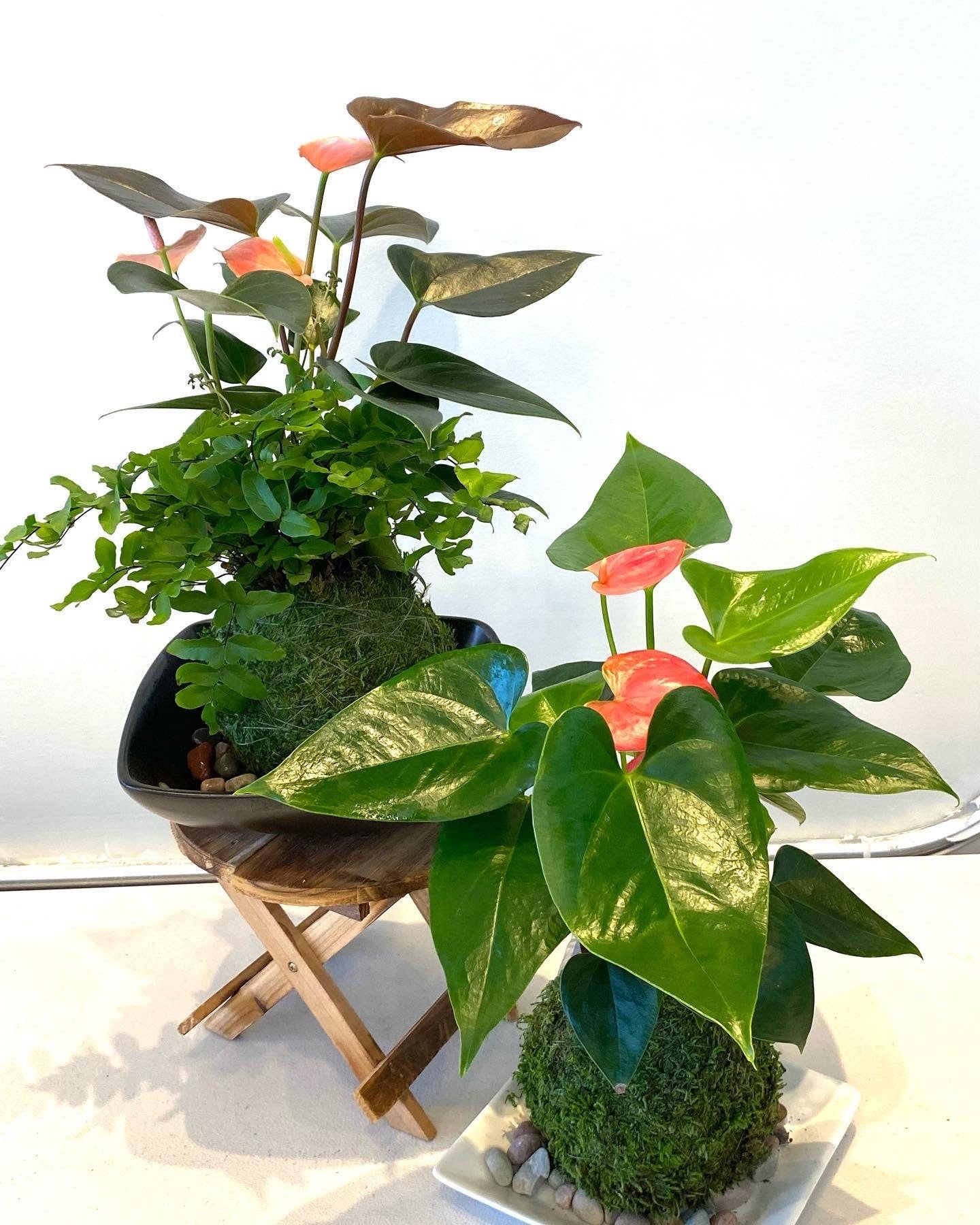 Medium - Anthurium and Fern kokedama -- Bonsai Moss ball - house decor with Japanese technique plants!