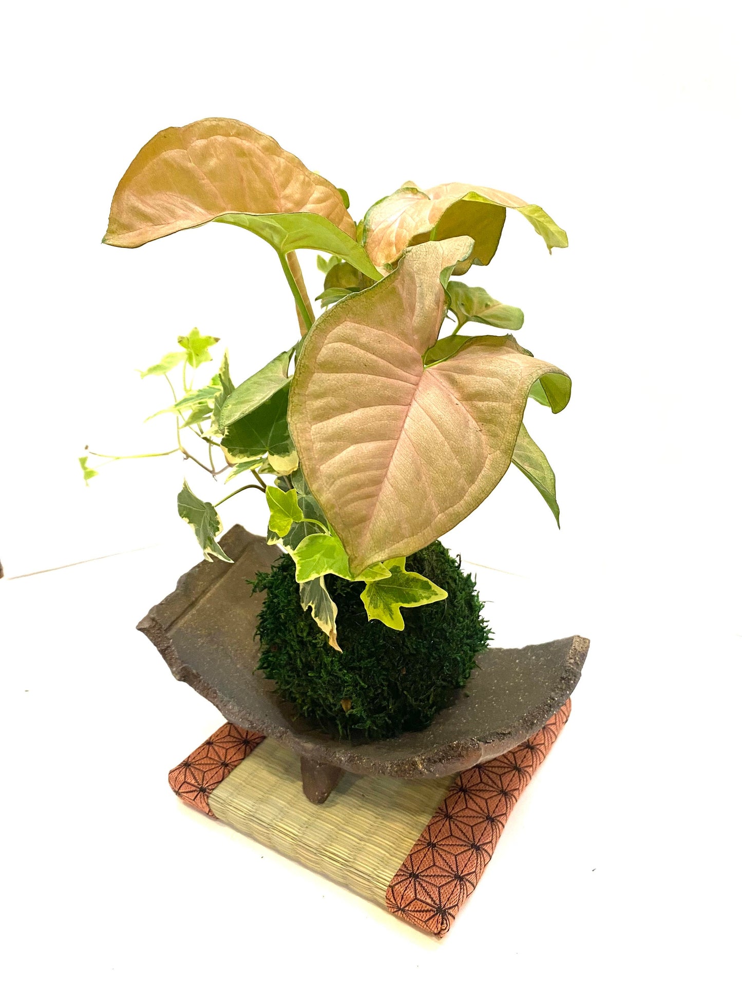 Pink Syngonium (white butterfly) Kokedama with Ivy, Bonsai Moss Ball, beautiful soft pink color. Peaceful, healing, and filling with love.