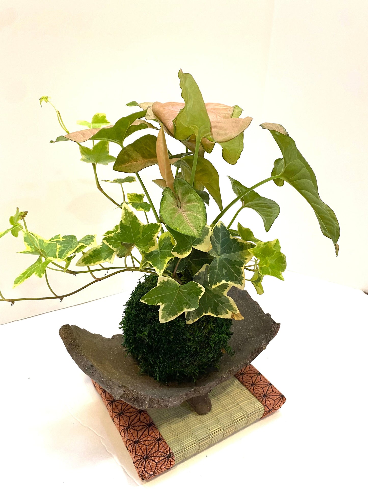 Pink Syngonium (white butterfly) Kokedama with Ivy, Bonsai Moss Ball, beautiful soft pink color. Peaceful, healing, and filling with love.