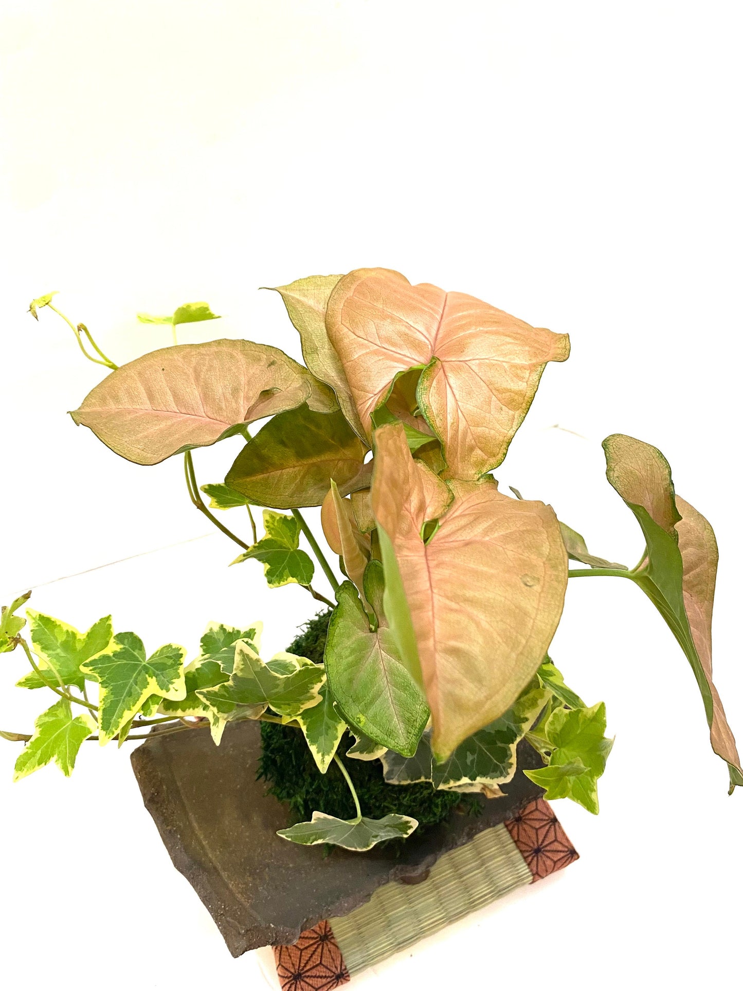 Pink Syngonium (white butterfly) Kokedama with Ivy, Bonsai Moss Ball, beautiful soft pink color. Peaceful, healing, and filling with love.