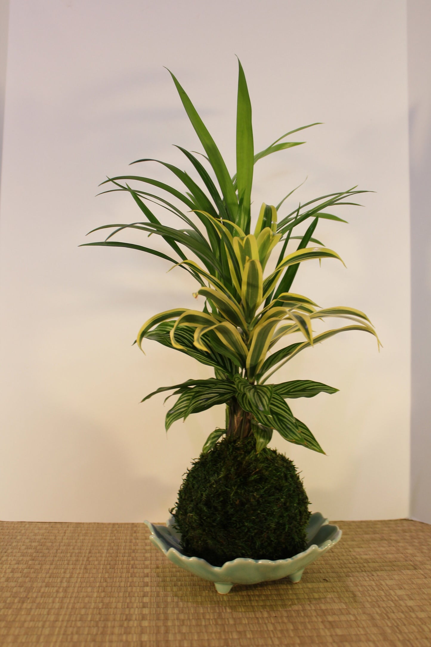 Arranged kokedama with Maya Palm, Song of India, and striped calathea-- Bonsai Moss ball - house decor with Japanese technique plants!