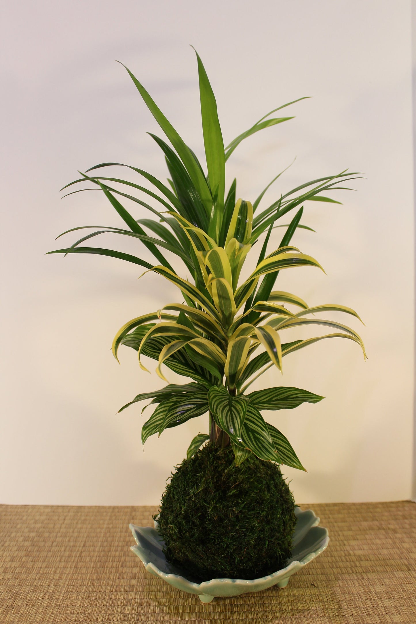 Arranged kokedama with Maya Palm, Song of India, and striped calathea-- Bonsai Moss ball - house decor with Japanese technique plants!