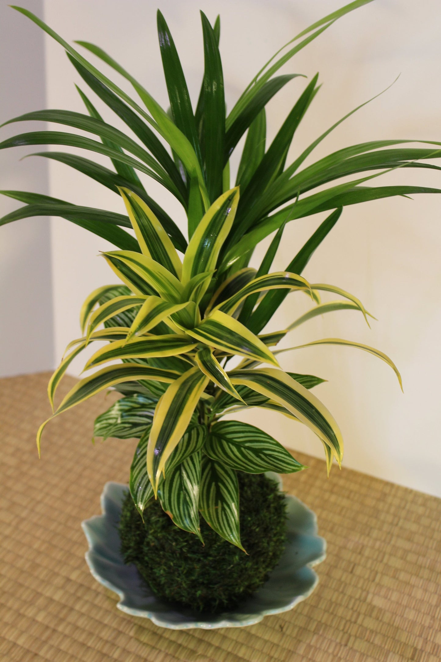 Arranged kokedama with Maya Palm, Song of India, and striped calathea-- Bonsai Moss ball - house decor with Japanese technique plants!