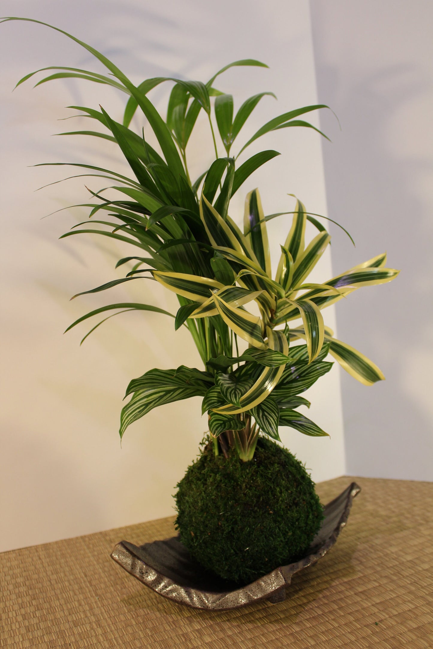 Arranged kokedama with Maya Palm, Song of India, and striped calathea-- Bonsai Moss ball - house decor with Japanese technique plants!