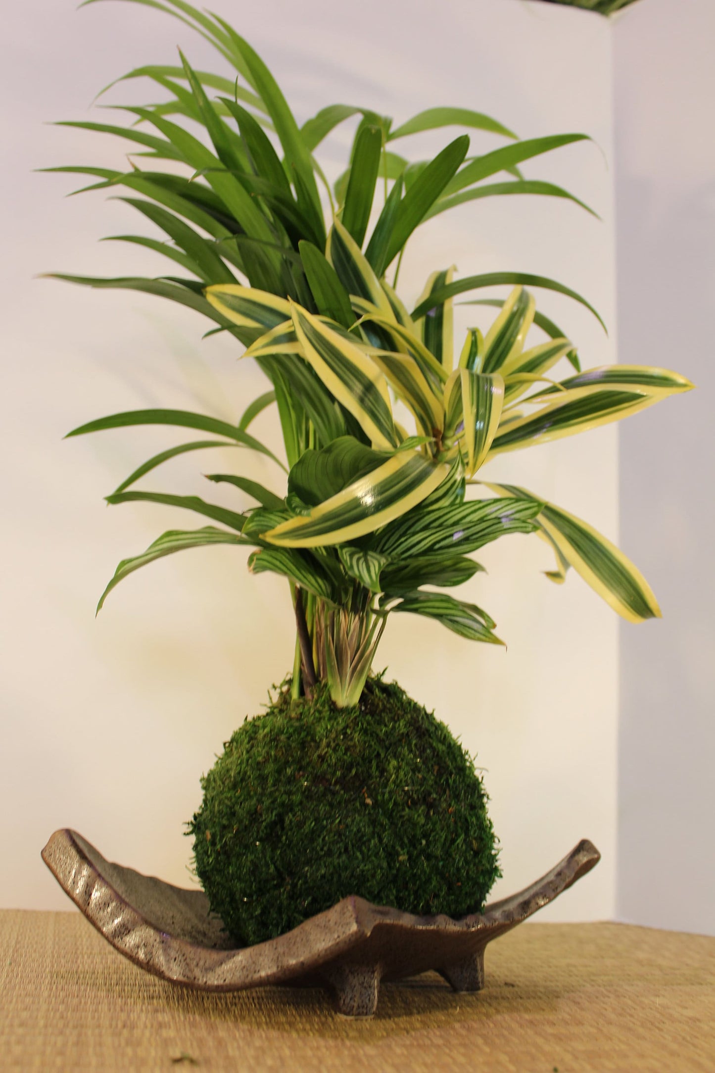 Arranged kokedama with Maya Palm, Song of India, and striped calathea-- Bonsai Moss ball - house decor with Japanese technique plants!