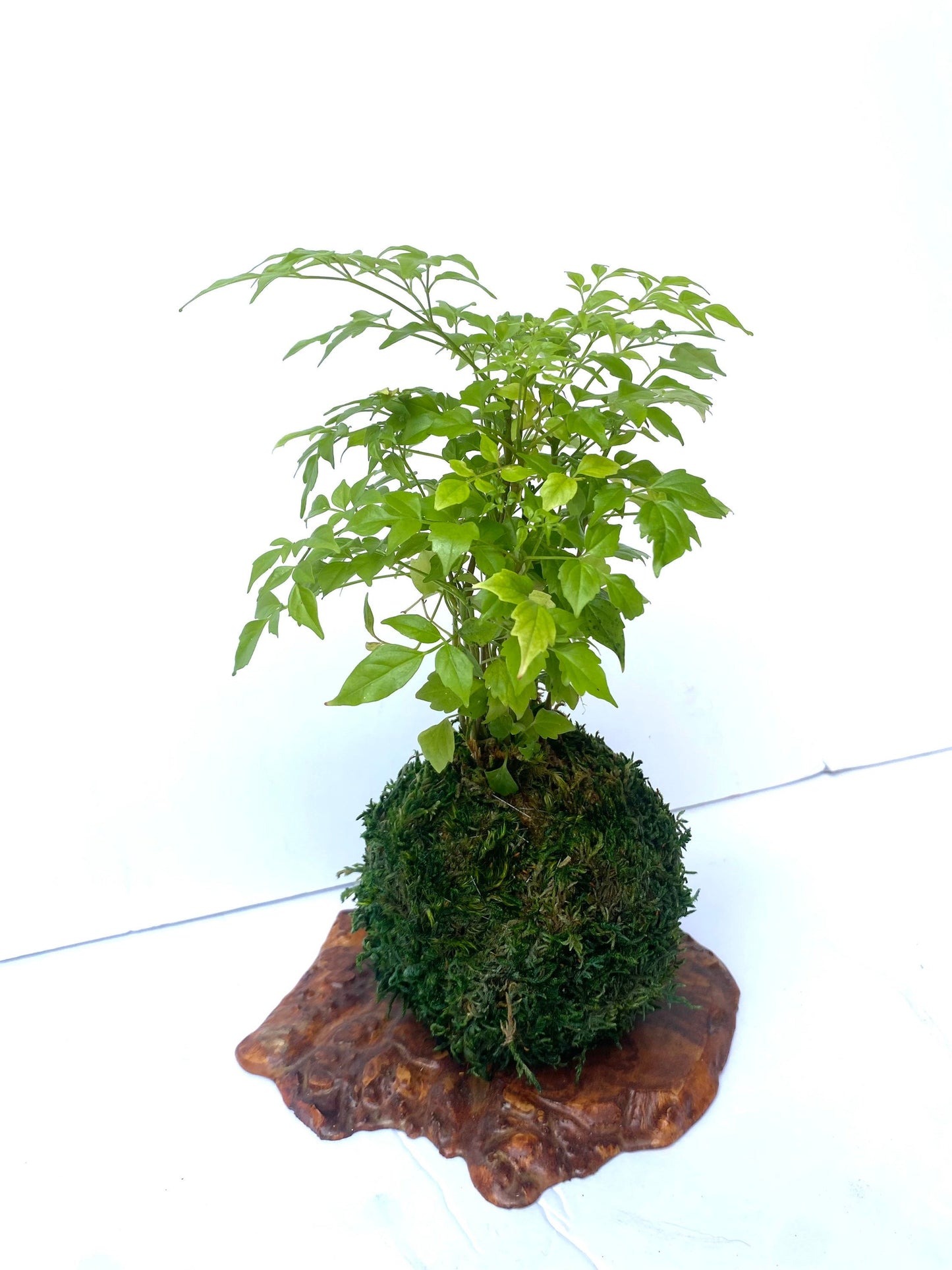 Radermachera sinica (China Doll) Kokedama, Bonsai Moss Ball, Peaceful, healing, and filling with love.