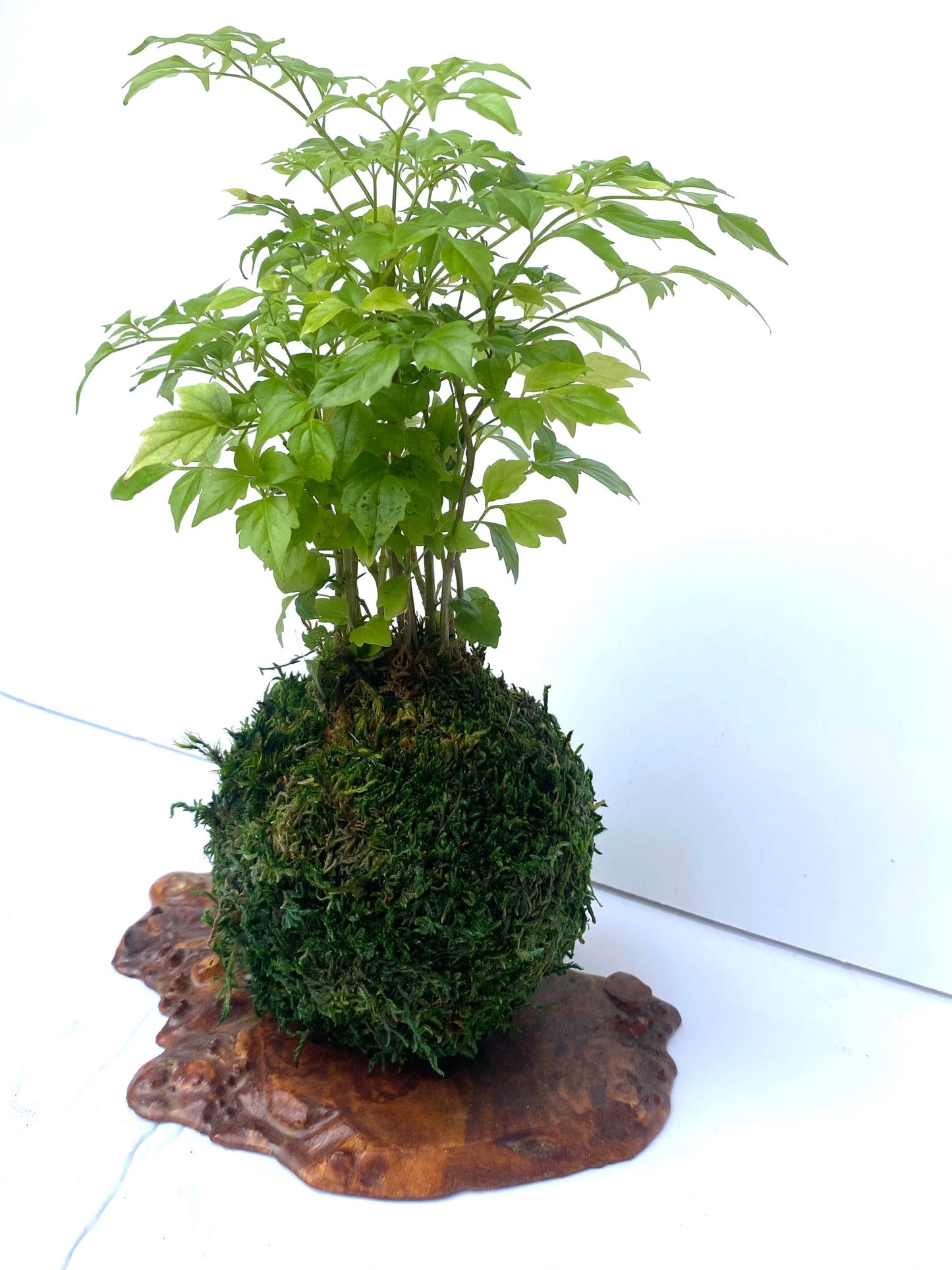 Radermachera sinica (China Doll) Kokedama, Bonsai Moss Ball, Peaceful, healing, and filling with love.