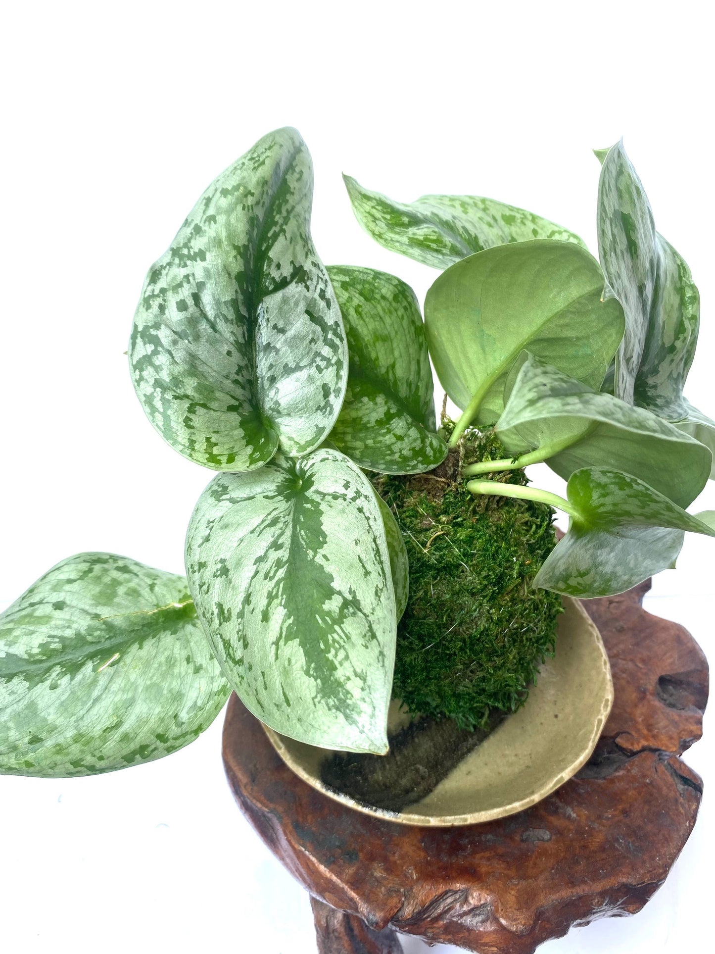 Silver Pothos Kokedama - Moss ball - Japanese Living Art