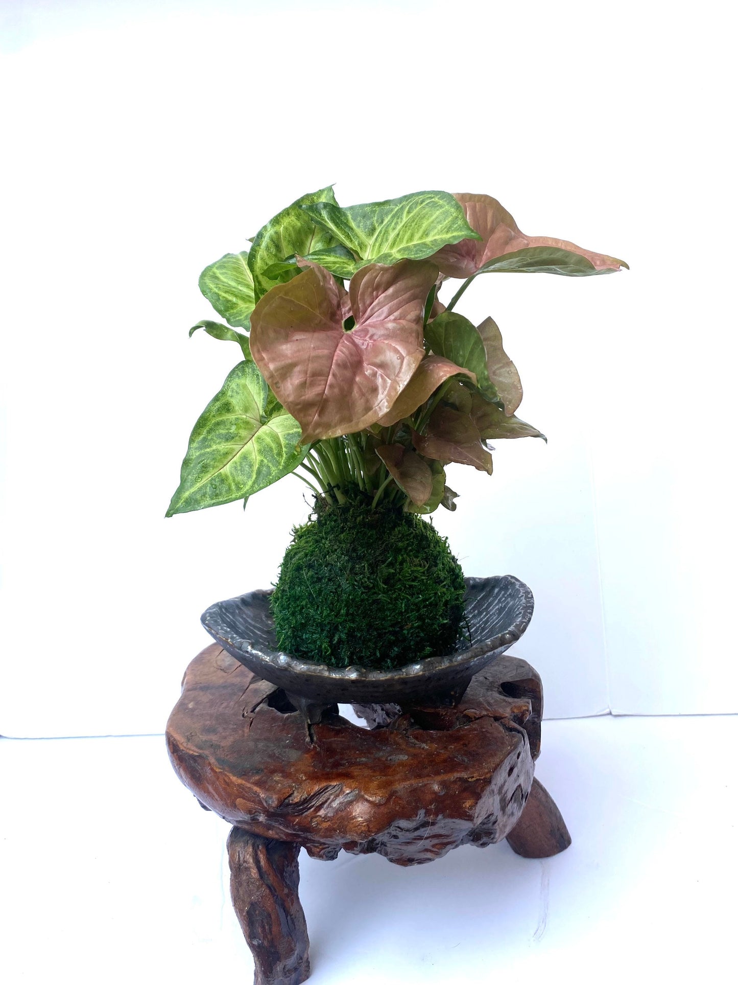 Syngonium (white butterfly) arrangement pink and marble green Kokedama, Bonsai Moss Ball.