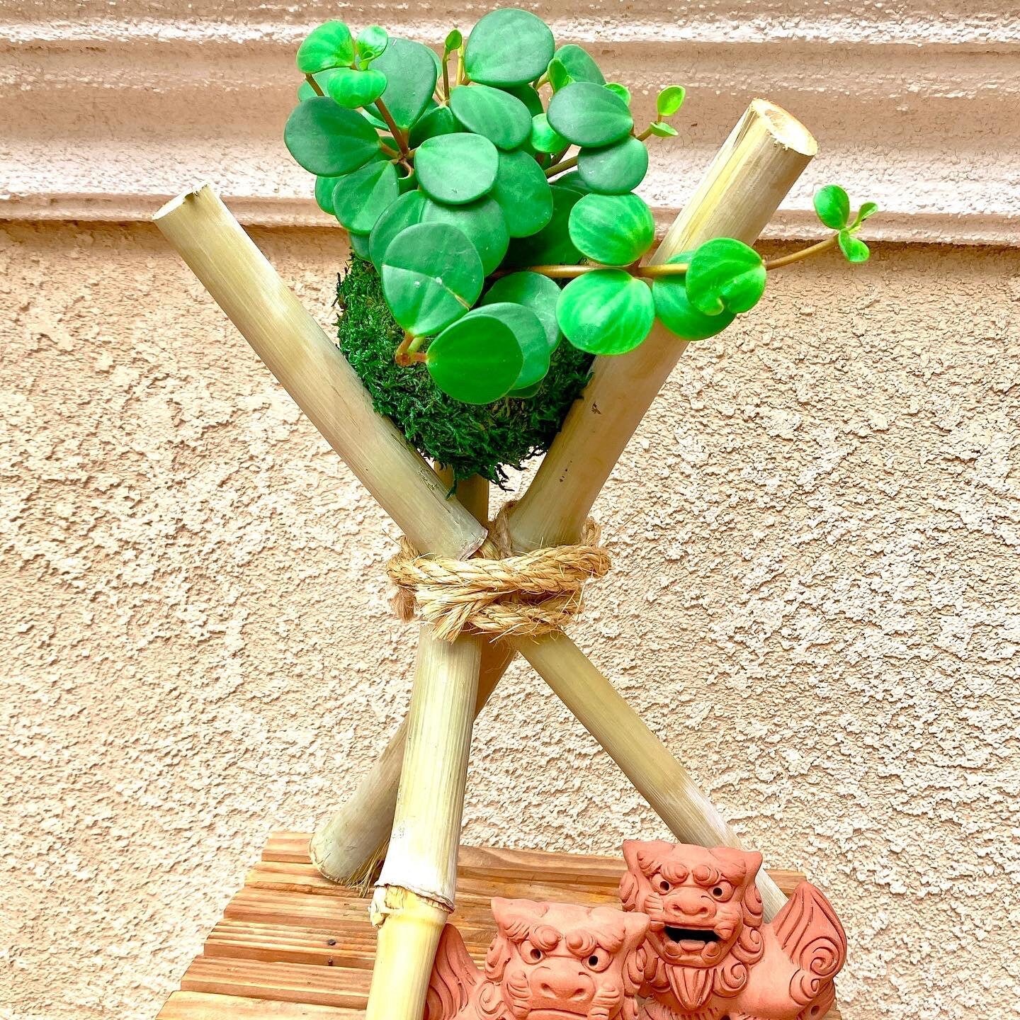 Peperomia Hope Kokedama - Japanese Living Art - Moss ball