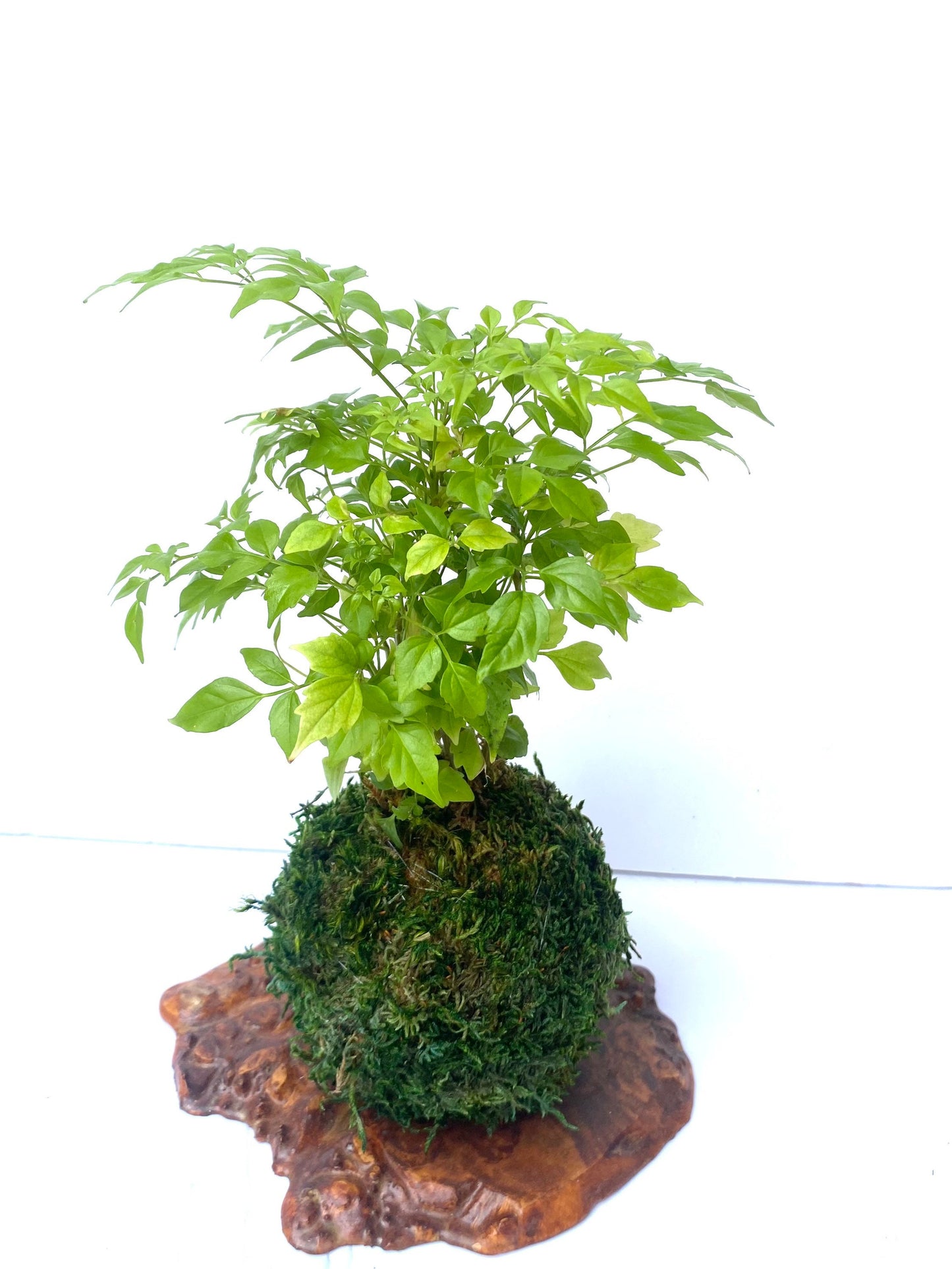 Radermachera sinica (China Doll) Kokedama, Bonsai Moss Ball, Peaceful, healing, and filling with love.