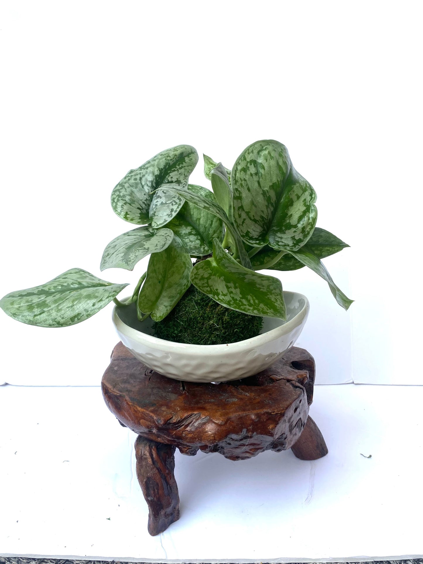 Silver Pothos Kokedama - Moss ball - Japanese Living Art