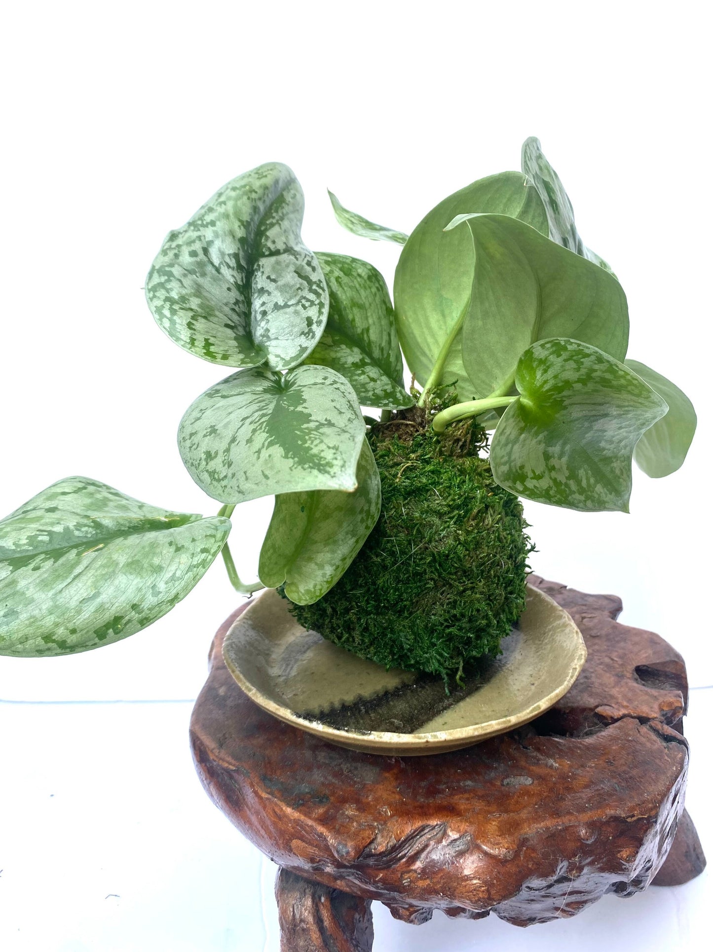 Silver Pothos Kokedama - Moss ball - Japanese Living Art