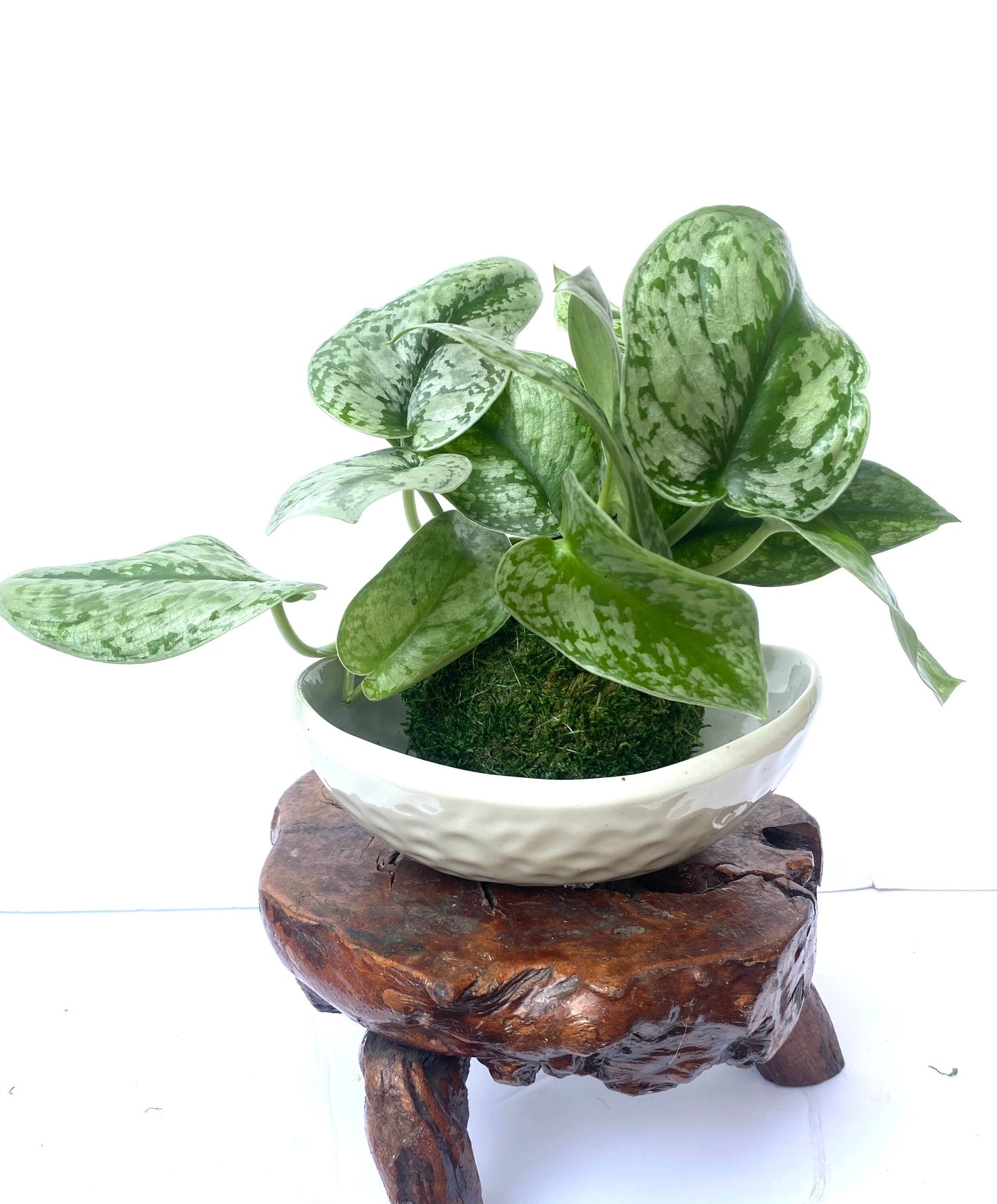 Silver Pothos Kokedama - Moss ball - Japanese Living Art