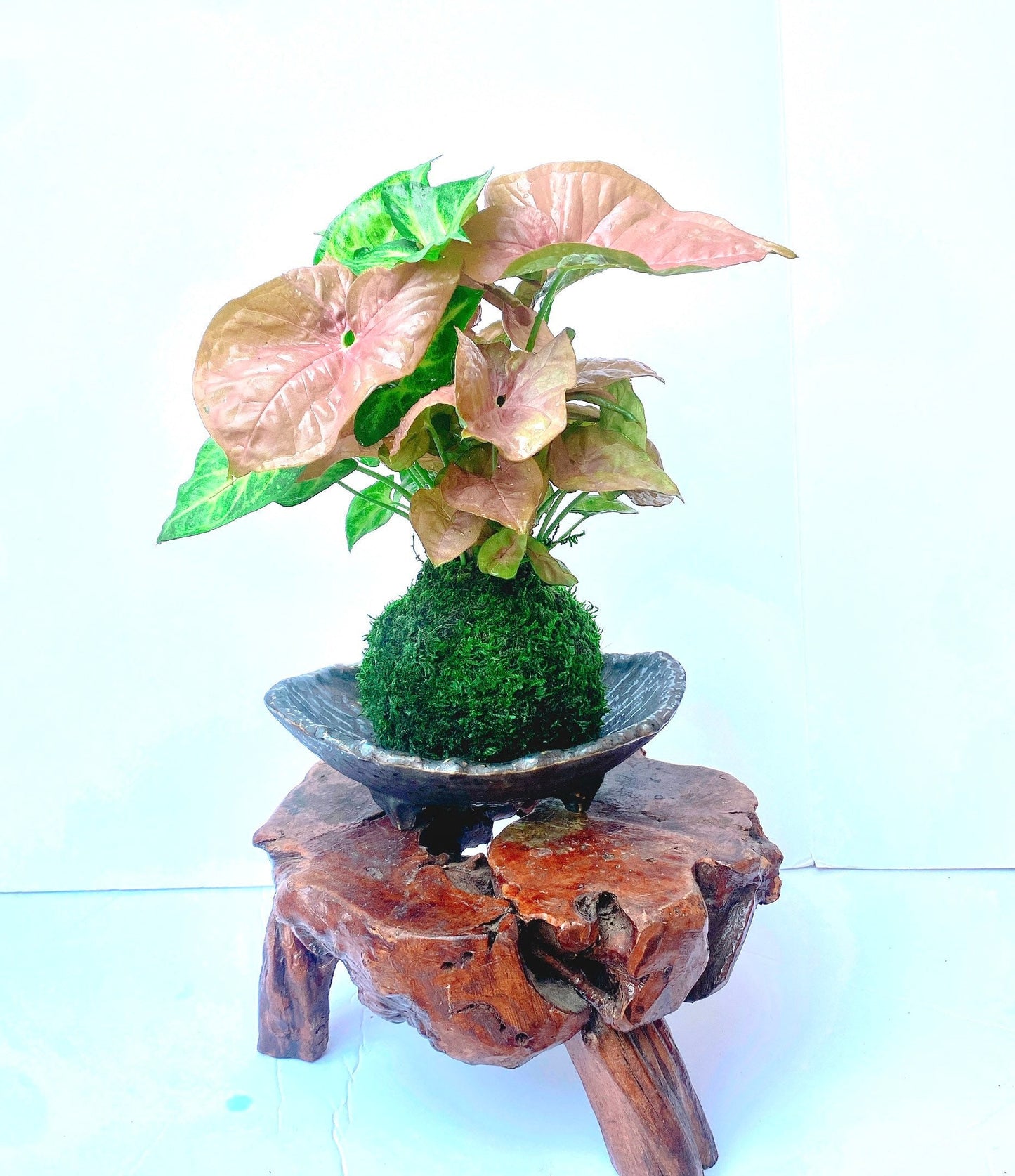 Syngonium (white butterfly) arrangement pink and marble green Kokedama, Bonsai Moss Ball.