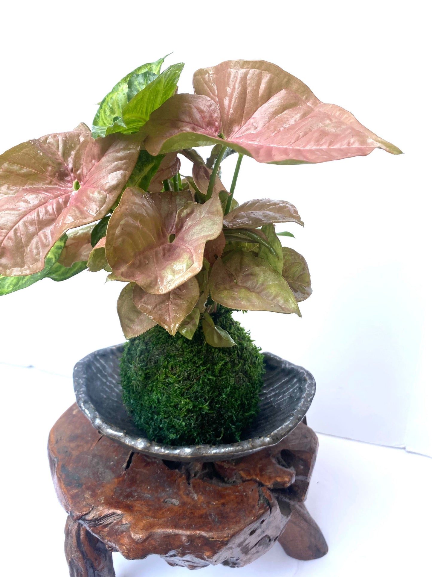 Syngonium (white butterfly) arrangement pink and marble green Kokedama, Bonsai Moss Ball.