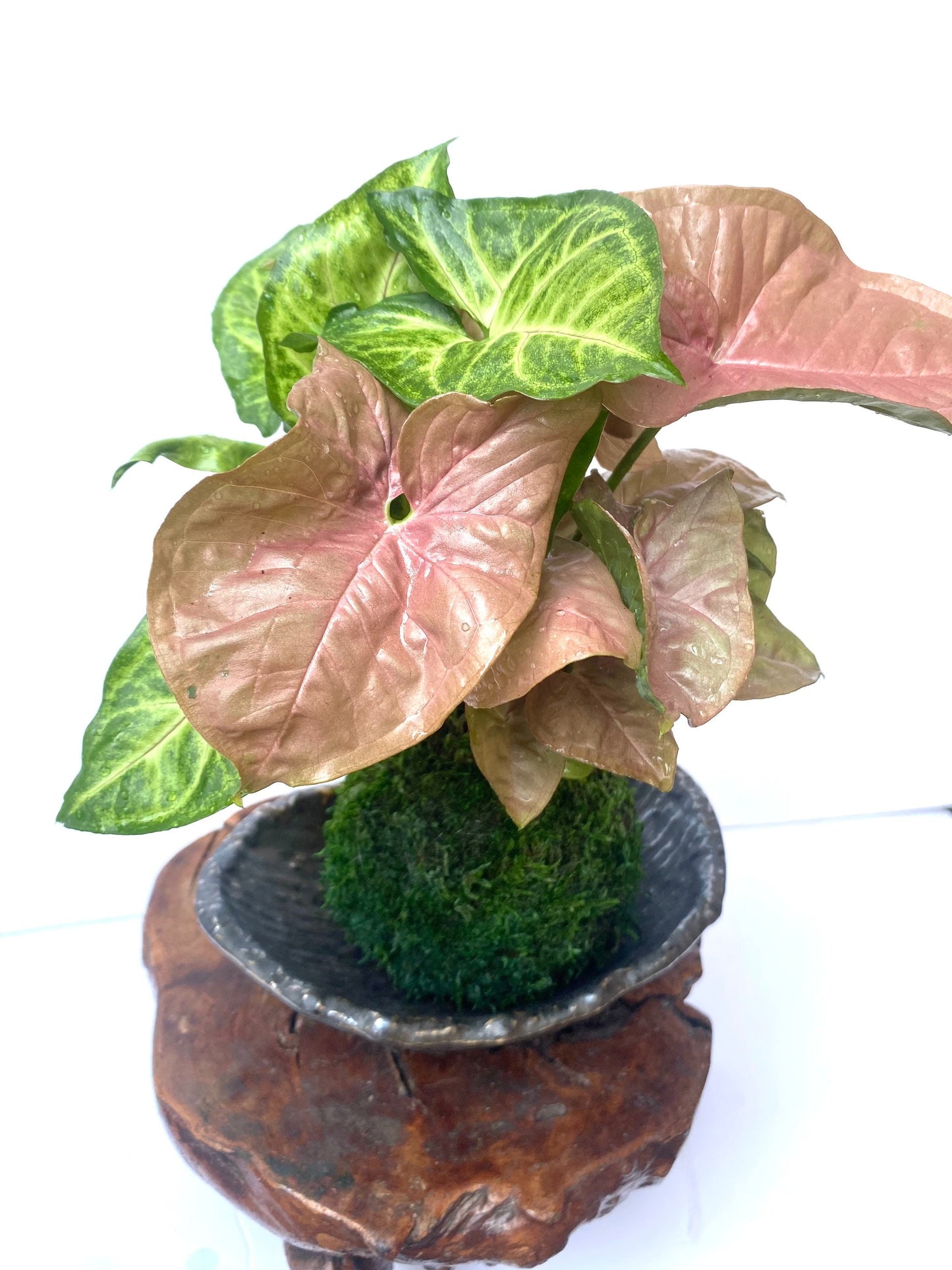 Syngonium (white butterfly) arrangement pink and marble green Kokedama, Bonsai Moss Ball.