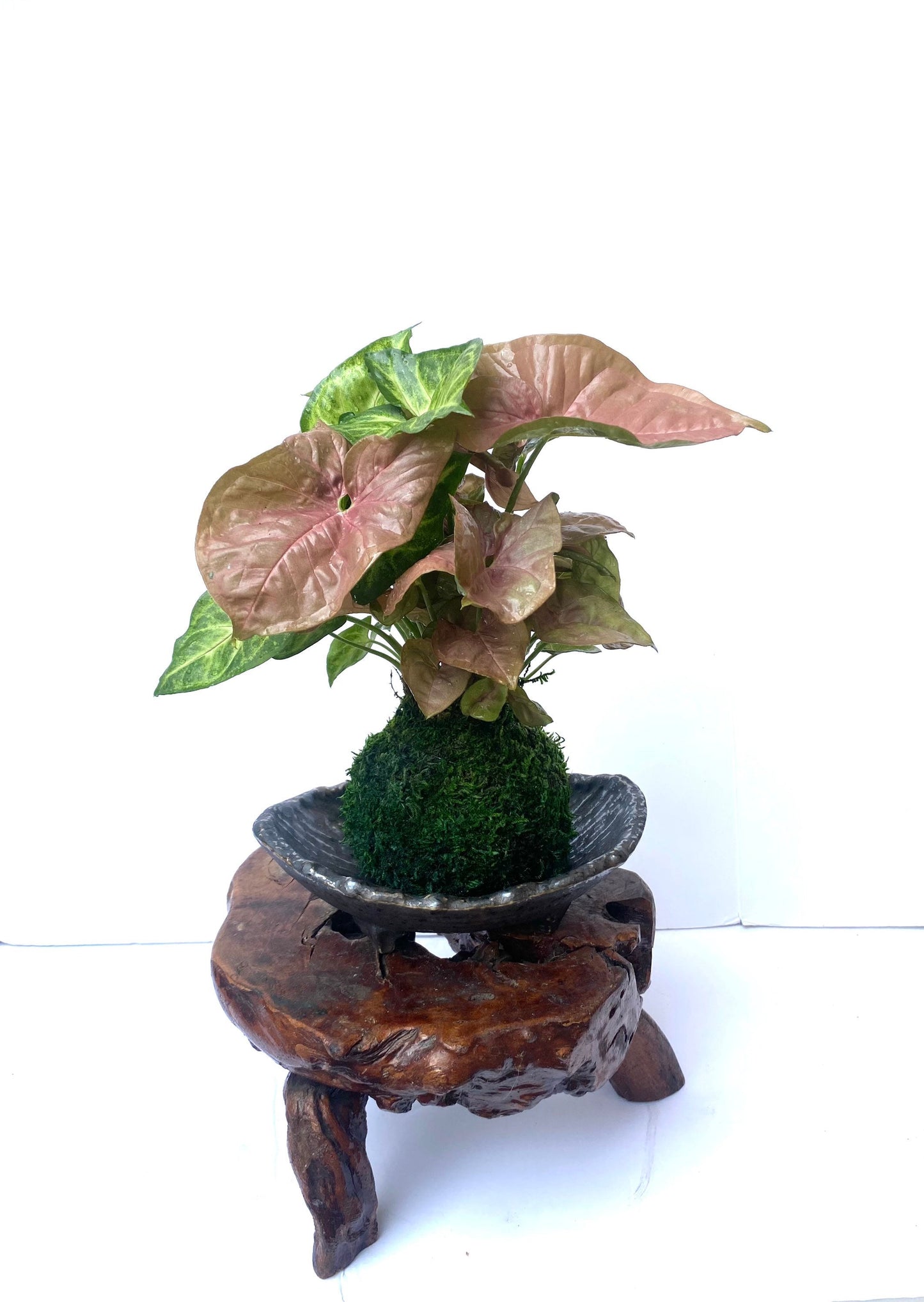 Syngonium (white butterfly) arrangement pink and marble green Kokedama, Bonsai Moss Ball.