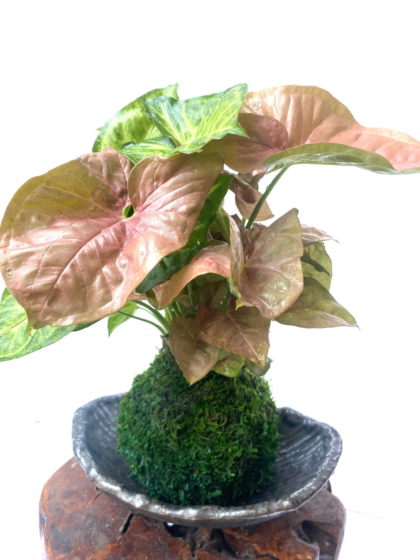 Syngonium (white butterfly) arrangement pink and marble green Kokedama, Bonsai Moss Ball.