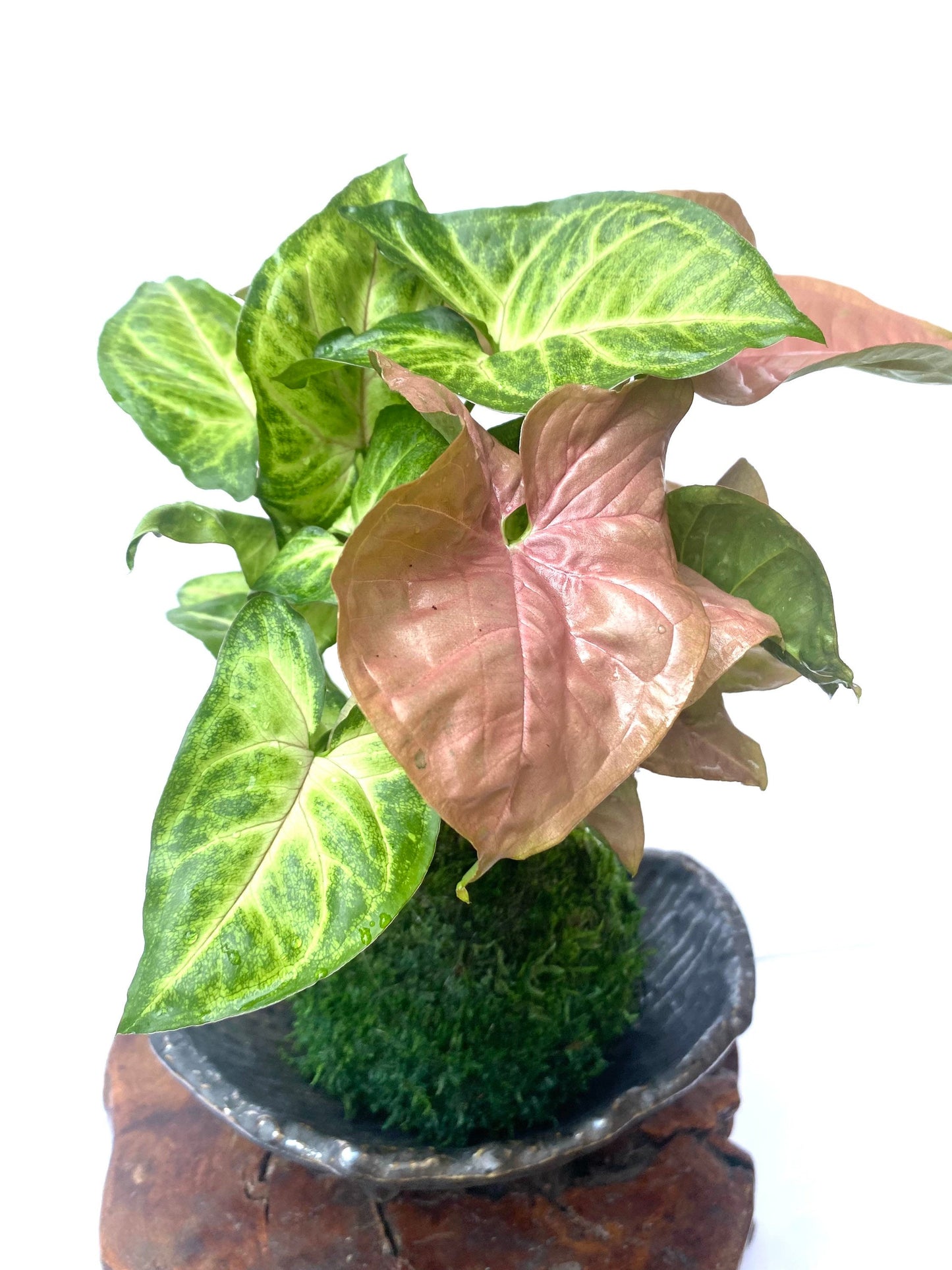 Syngonium (white butterfly) arrangement pink and marble green Kokedama, Bonsai Moss Ball.