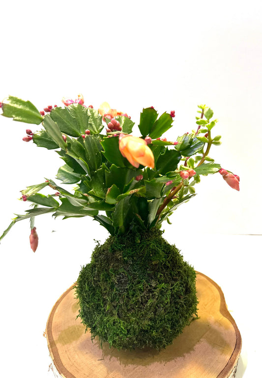Christmas Cactus arranged Kokedama, Japanese traditional indoor moss ball garden, bring tranquility, be mindful.