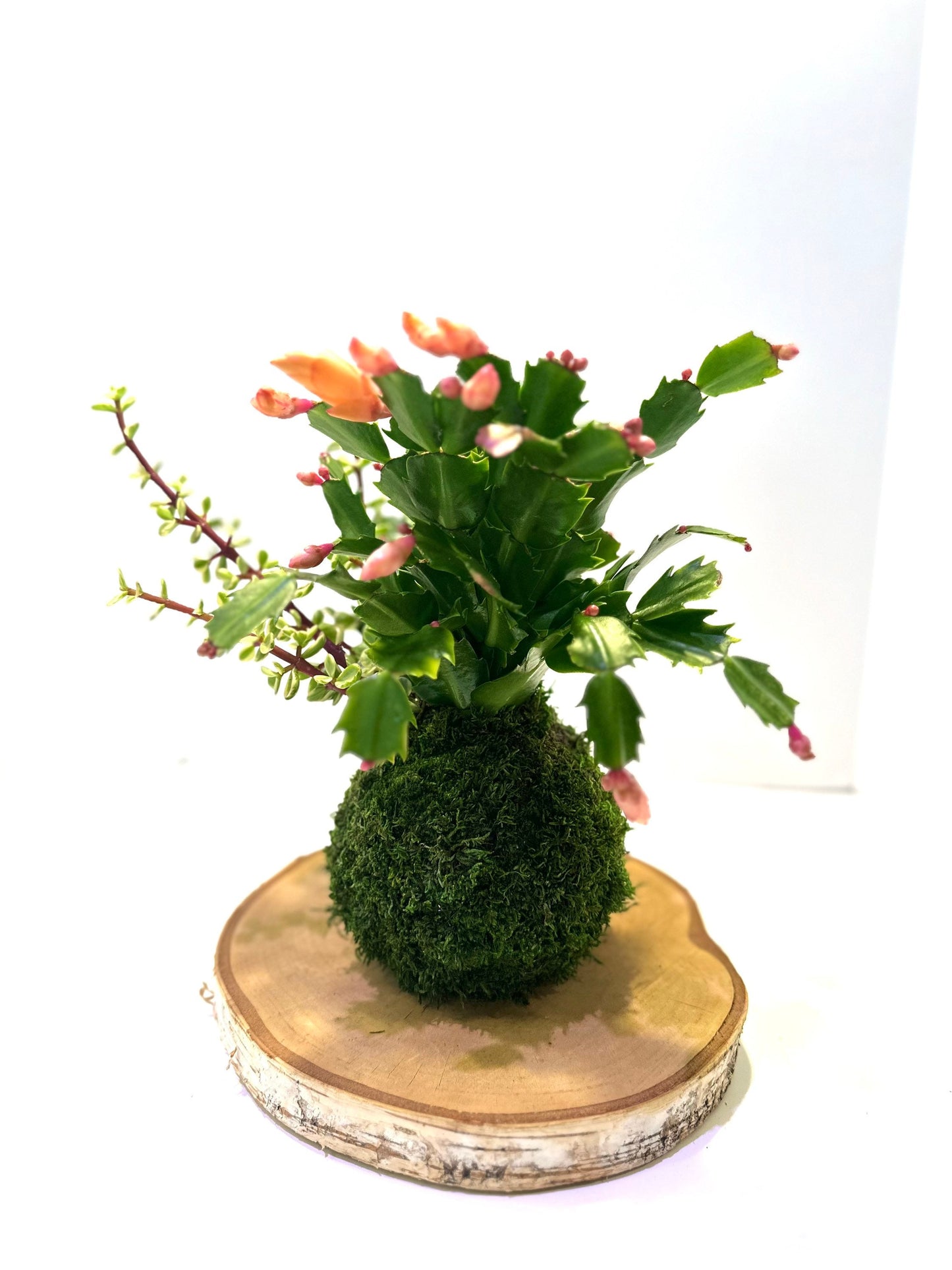 Hanging Christmas Cactus arranged Kokedama, Japanese traditional indoor moss ball garden.For hanging, with hemp rope.
