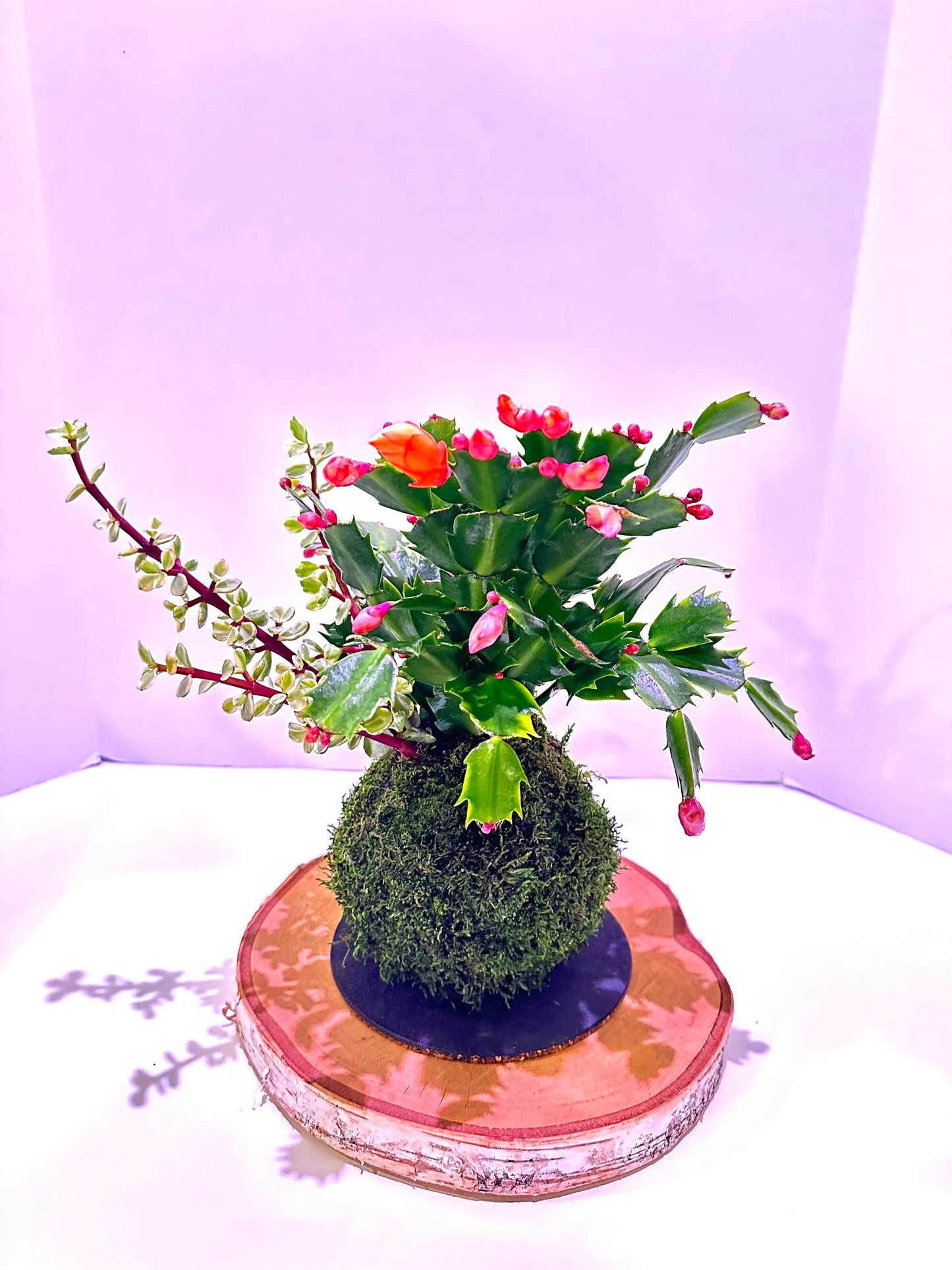 Christmas Cactus arranged Kokedama, Japanese traditional indoor moss ball garden, bring tranquility, be mindful.