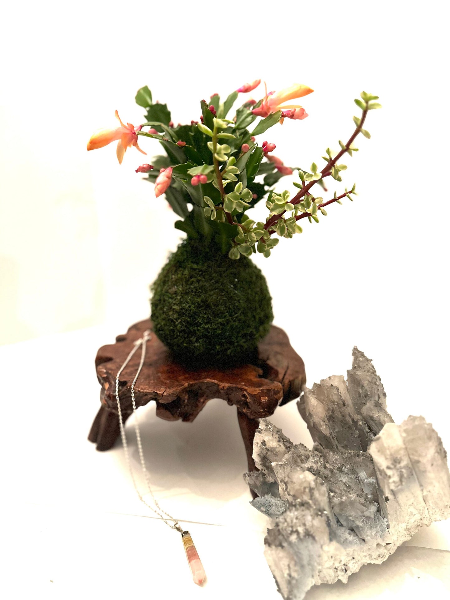Christmas Gift Bundle! Christmas Cactus arranged Kokedama, healing gem stone, clearing white sage and Santo points wood.
