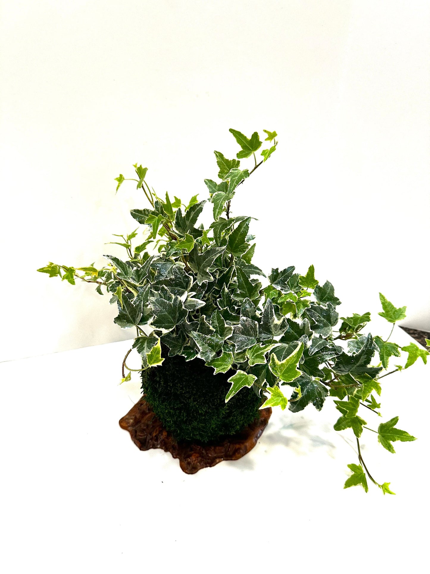 Kokedama-Large verigated Ivy great idea for hanging, Forest feeling.