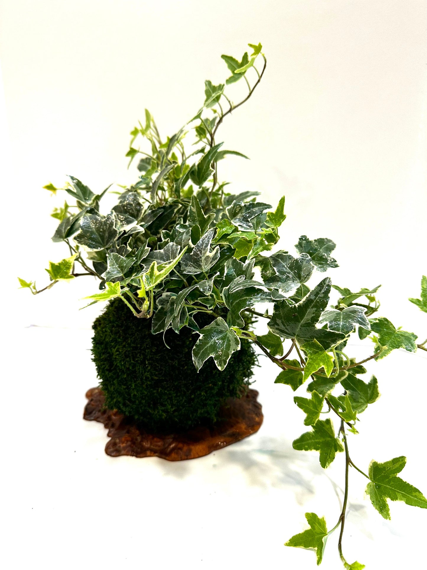 Kokedama-Large verigated Ivy great idea for hanging, Forest feeling.