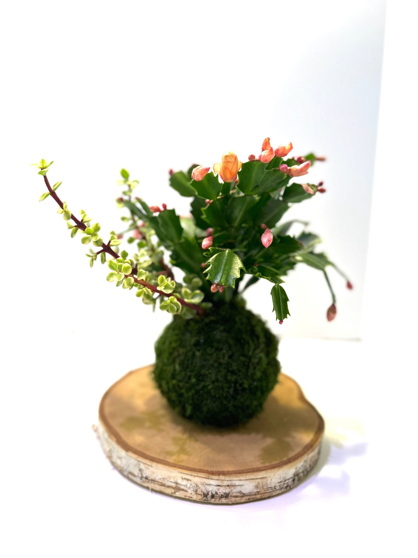 Hanging Christmas Cactus arranged Kokedama, Japanese traditional indoor moss ball garden.For hanging, with hemp rope.