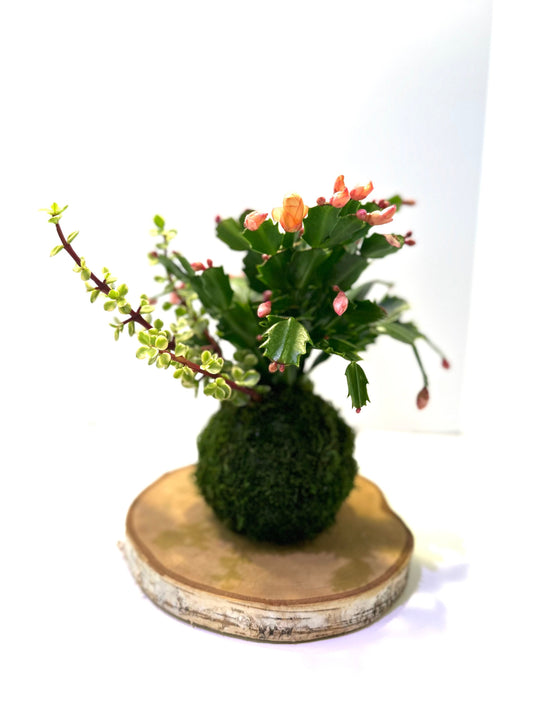 Christmas Cactus arranged Kokedama, Japanese traditional indoor moss ball garden, bring tranquility, be mindful.