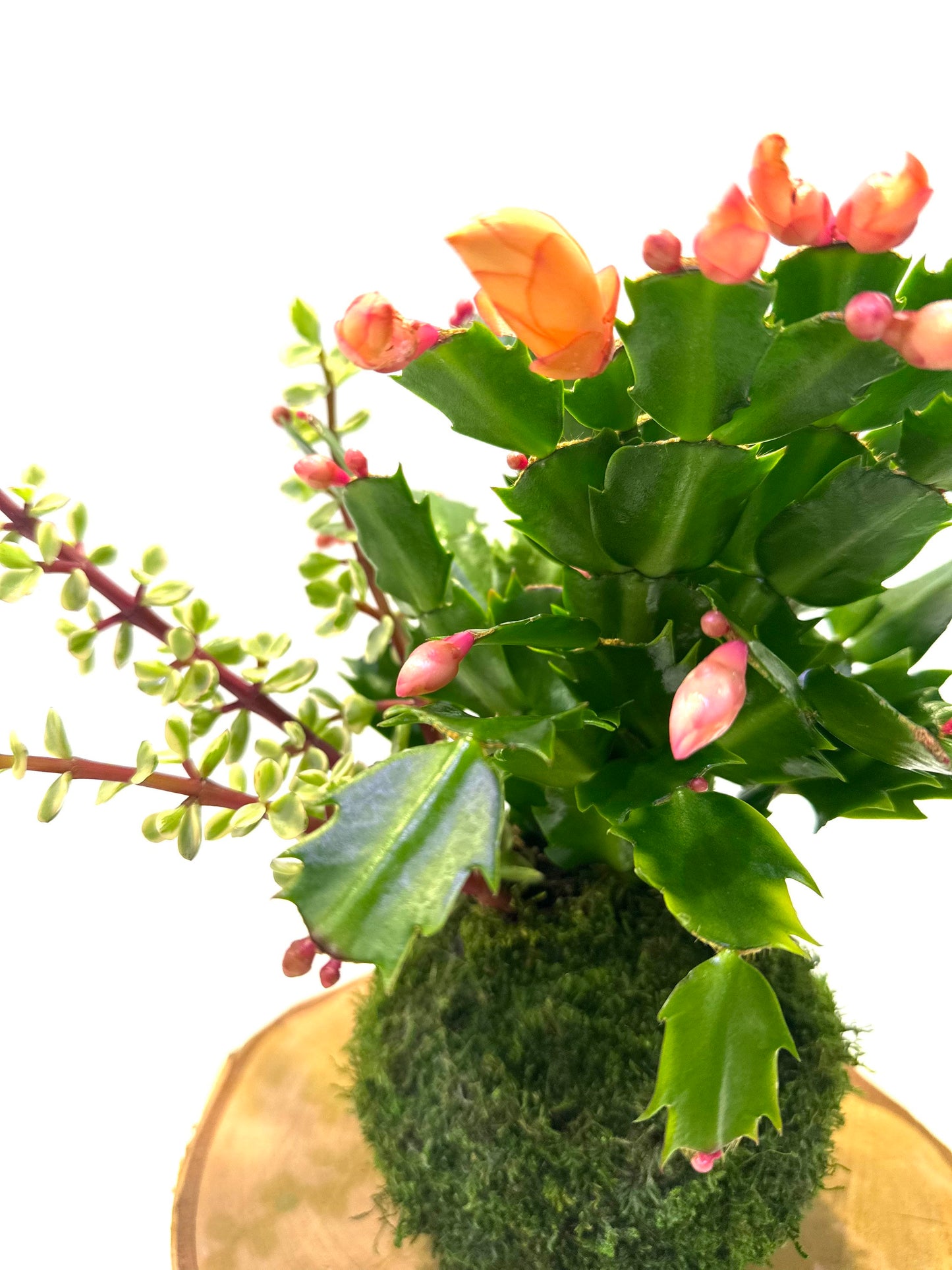 Hanging Christmas Cactus arranged Kokedama, Japanese traditional indoor moss ball garden.For hanging, with hemp rope.