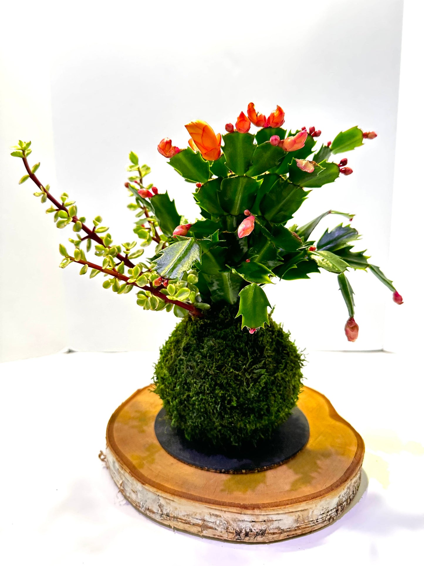 Hanging Christmas Cactus arranged Kokedama, Japanese traditional indoor moss ball garden.For hanging, with hemp rope.