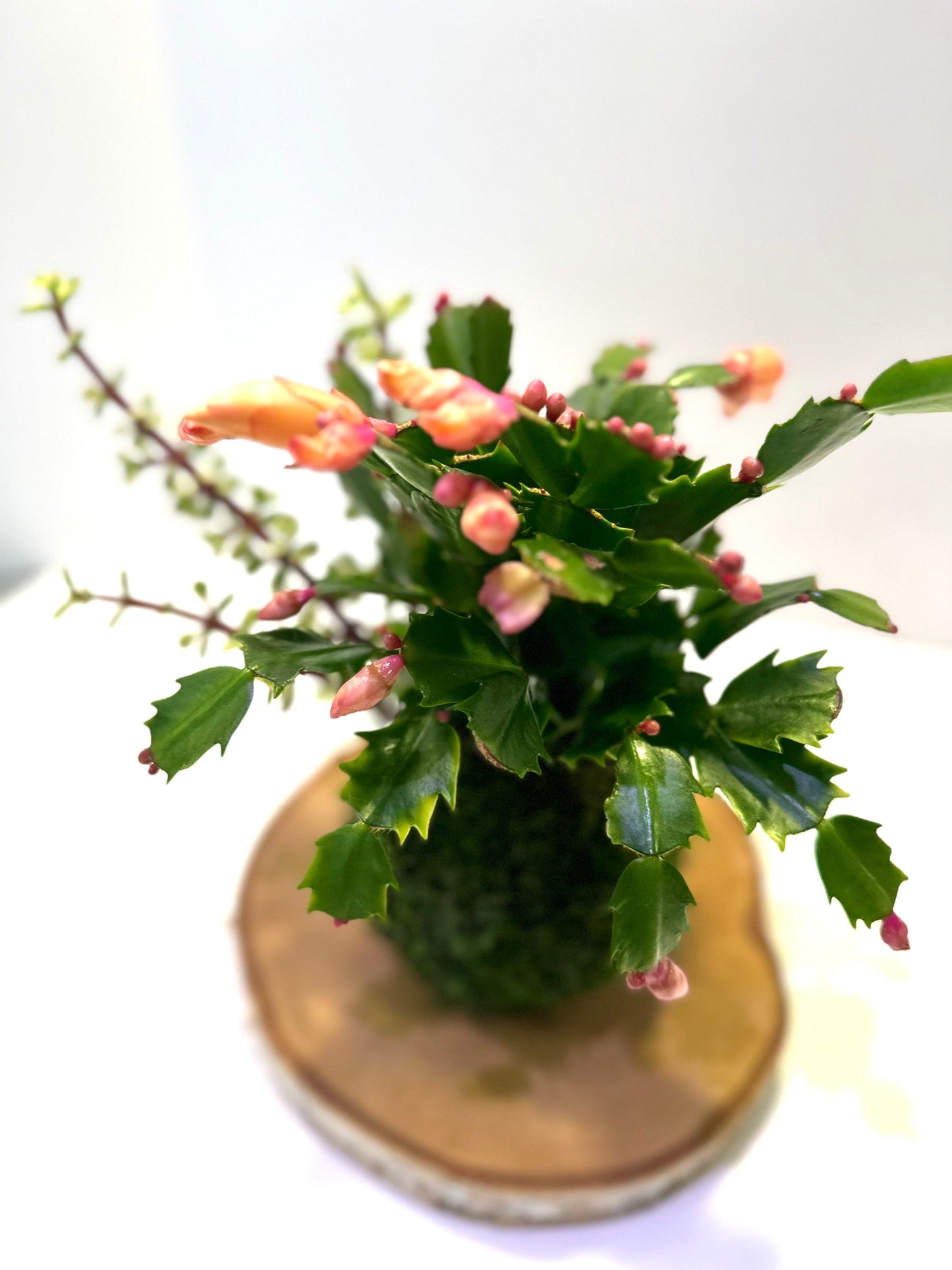 Hanging Christmas Cactus arranged Kokedama, Japanese traditional indoor moss ball garden.For hanging, with hemp rope.