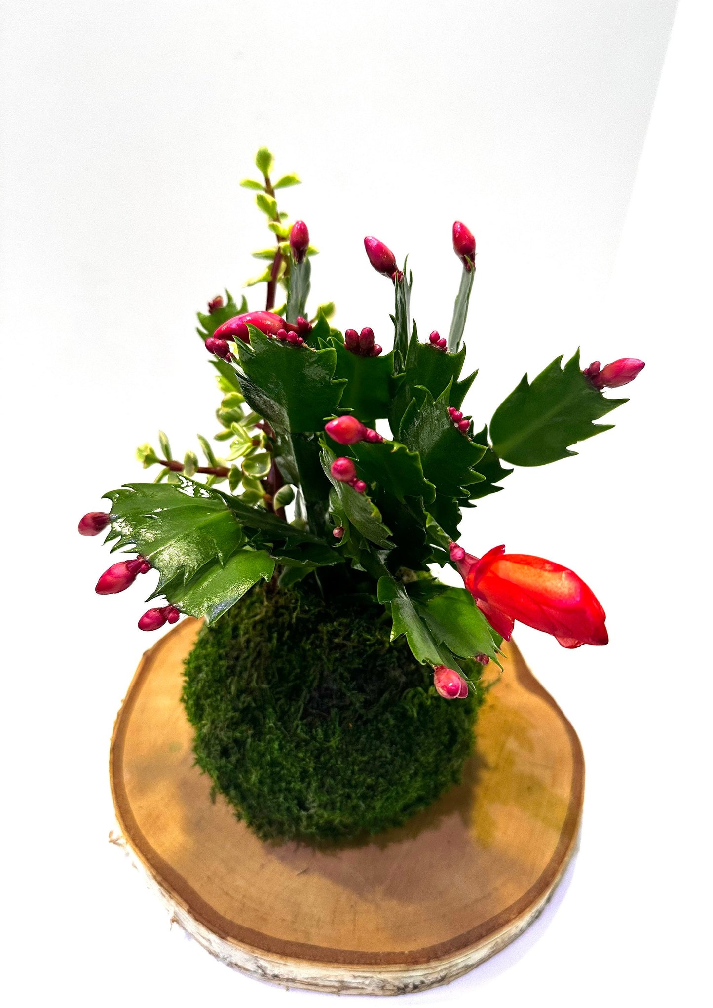 Hanging Christmas Cactus arranged Kokedama, Japanese traditional indoor moss ball garden.For hanging, with hemp rope.