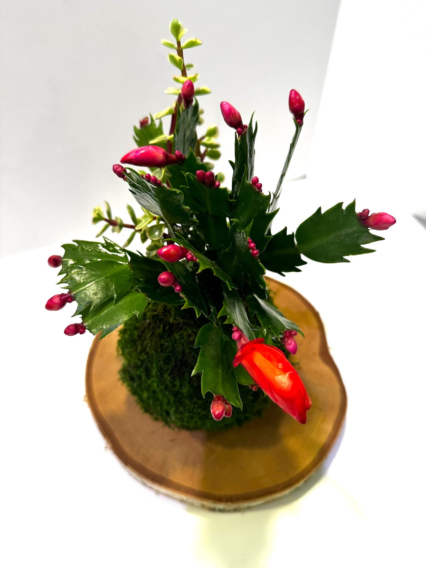 Hanging Christmas Cactus arranged Kokedama, Japanese traditional indoor moss ball garden.For hanging, with hemp rope.