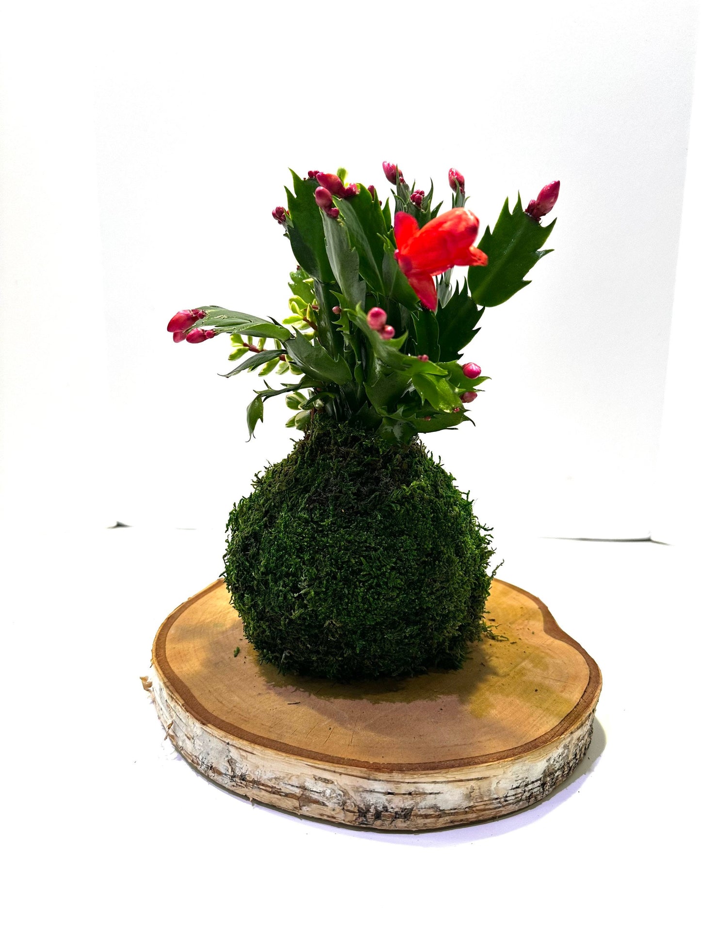 Hanging Christmas Cactus arranged Kokedama, Japanese traditional indoor moss ball garden.For hanging, with hemp rope.