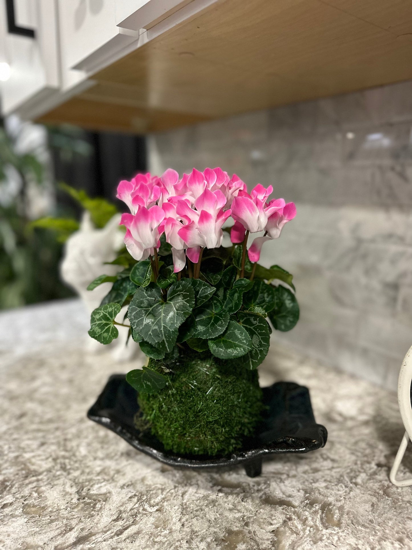 Cyclamen Kokedama - Moss ball with beautiful color flower. Best gift for Mother's Day, Valentine-day or holiday!