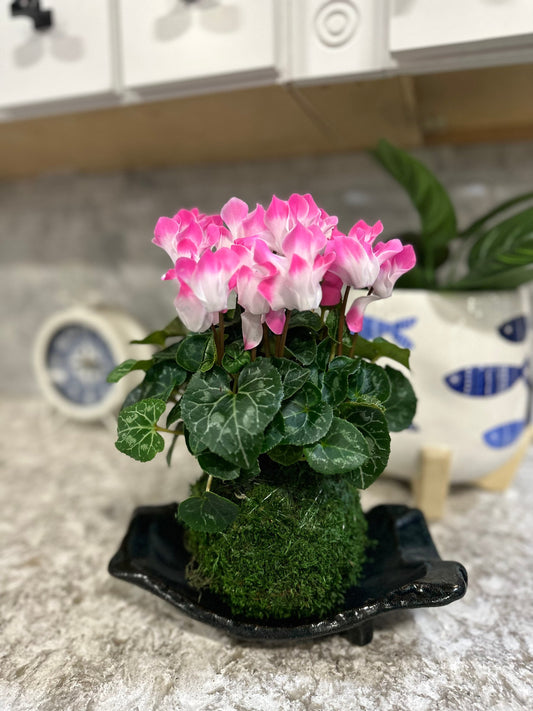 Cyclamen Kokedama - Moss ball with beautiful color flower. Best gift for Mother's Day, Valentine-day or holiday!