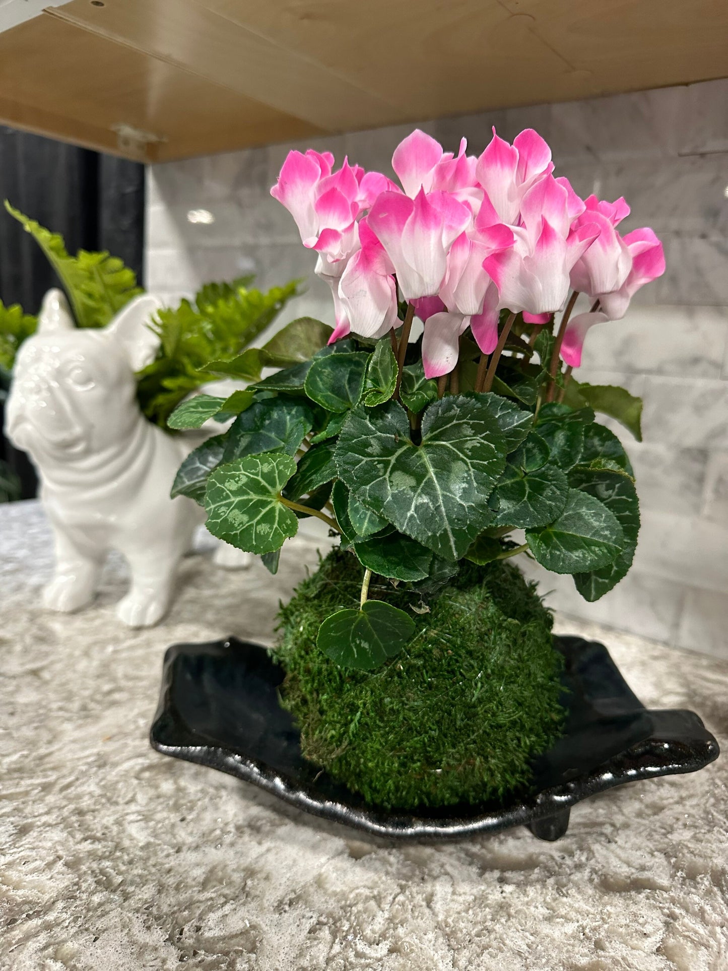 Cyclamen Kokedama - Moss ball with beautiful color flower. Best gift for Mother's Day, Valentine-day or holiday!