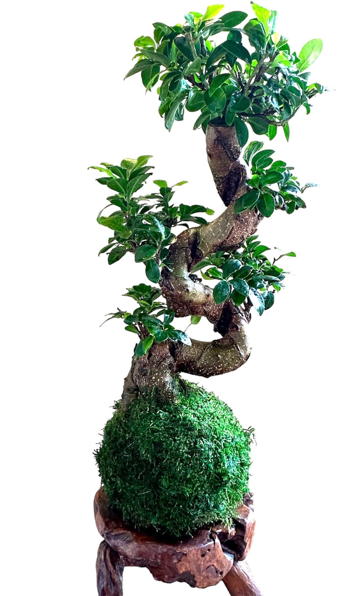 Ginseng fuicus bonsai large Kokedama - Moss ball (5-7" diameter x 20-22inch or taller)